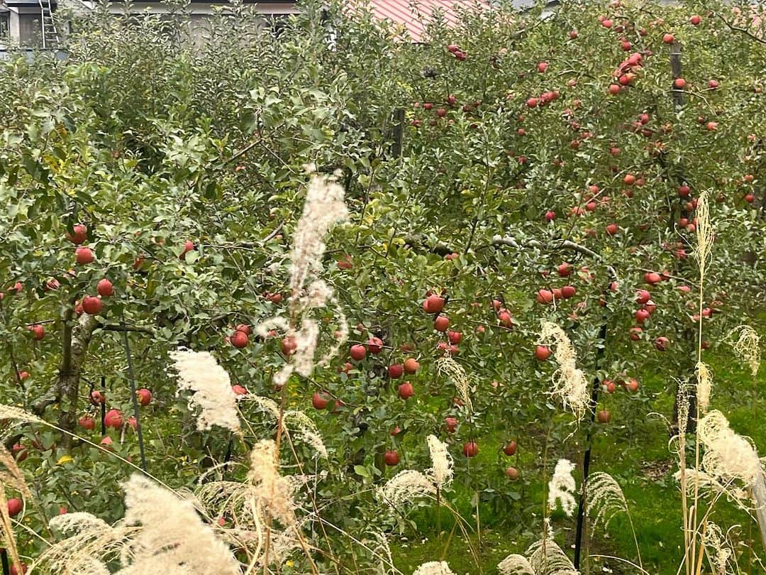 nokosさんのインスタグラム写真 - (nokosInstagram)「晩秋の秋田に来ました 初めての横手や湯沢へ 🍎🍐🍇の木々が可愛いフルーツロード(もぎたて林檎うまー)、大迫力の小安峡大噴湯、秋の山々に心躍りながら熊出没情報に怯えています」11月11日 18時33分 - _nokos_