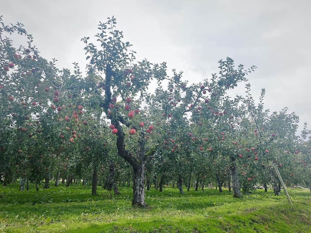 nokosのインスタグラム：「晩秋の秋田に来ました 初めての横手や湯沢へ 🍎🍐🍇の木々が可愛いフルーツロード(もぎたて林檎うまー)、大迫力の小安峡大噴湯、秋の山々に心躍りながら熊出没情報に怯えています」