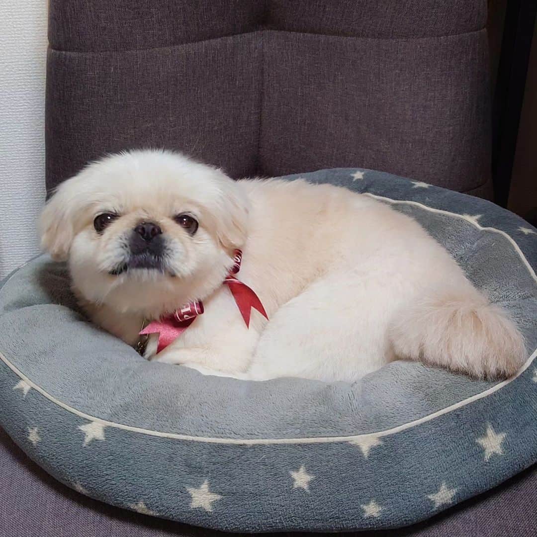 Kukkaのインスタグラム：「ほこほこになったよ #ペキニーズ」