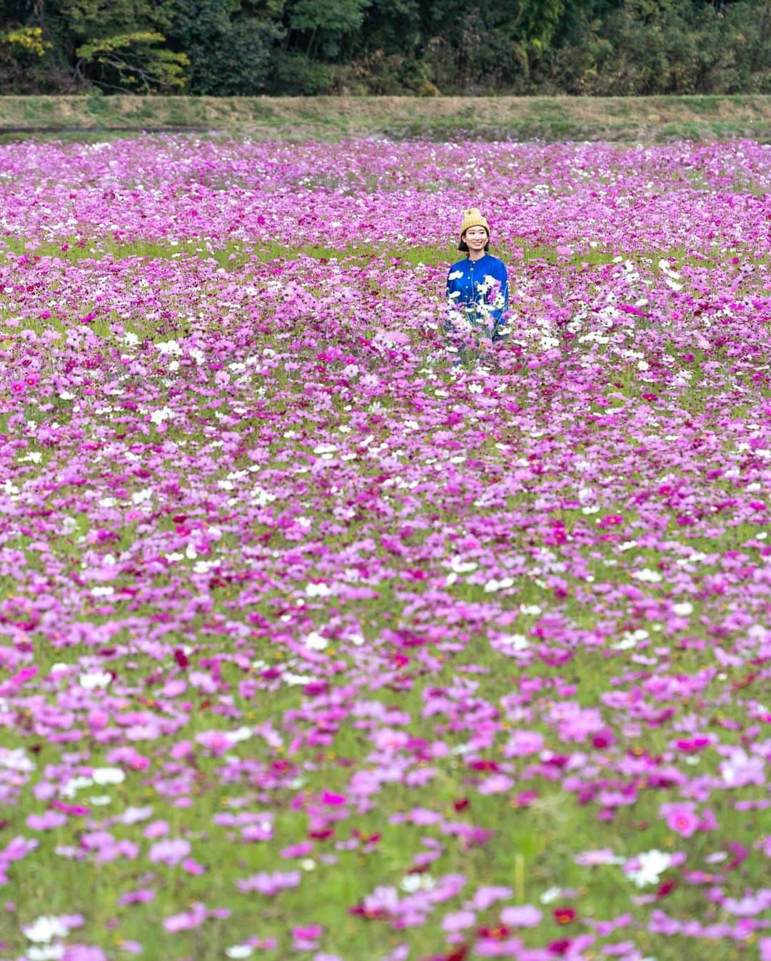 詩歩のインスタグラム：「一面に広がる400万本のコスモス畑💐 A field of 4 million cosmos trees spreading all over the area!  愛媛の宇和島市で開催中の #みま町コスモスまつり 。田んぼに植えられたピンク色の絨毯が道を挟んでずーっと奥まで続いてて、その規模にびっくり😳😳写真で写ってるのは本当にごく一部なの！  全国いろいろなコスモス畑を見てきたけど、私がみた中で一番広いコスモス畑な気がする👏👏  （写真はうまく撮れなかったんだけど）コスモス畑の中には徳島から遊びに来ていたカカシもたくさんいて、観光客なのかカカシなのか、よく見ないと分からなかったのが面白かった〜笑  例年の見頃は10月下旬〜11月上旬頃で、今年は今週末くらいまでとのことです。  愛媛県の観光情報はこちら @iyokannet https://www.iyokannet.jp/  愛媛県さんのお仕事で取材してきました🍊これまでの絶景写真は #詩歩のえひめ旅 でまとめています / Posts of this area can be found in this tag. #shiho_ehime  The Mimama-cho Cosmos Festival is being held in Ehime, Japan. I was surprised at the scale of the pink carpet of cosmos planted in the rice paddies that stretched all the way across the road. I have seen many cosmos fields all over Japan, but I think this is the largest cosmos field I have ever seen! There were many scarecrows from Tokushima in the cosmos field, and it was interesting that you had to look carefully to figure out if they were tourists or scarecrows...! Usually the best time to see them is from late October to early November, and this year they will be around until the end of this week.  📷6th Nov 2023 📍愛媛県 みま町コスモスまつり / Mima Town Cosmos Festival, Ehime Japan    ©︎Shiho/詩歩」
