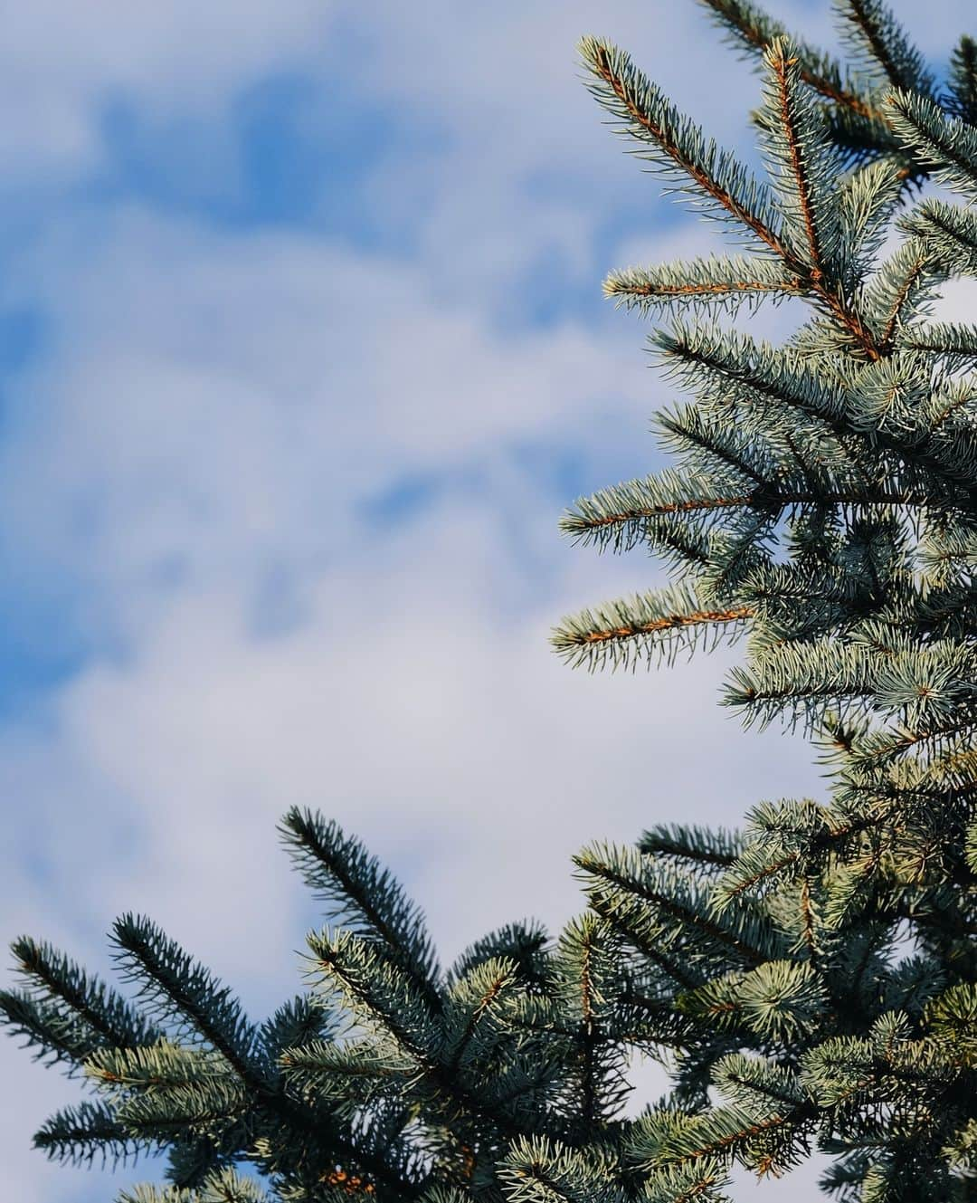 カンパニードプロバンスのインスタグラム：「L'impatience grandit & les jours raccourcissent !⁠ C'est la saison où l'on compte les jours avec impatience, car bientôt le sapin de Noël fera sa grande entrée dans notre chez-nous 🎄⁠ __⁠ ⁠ Who has already made their Christmas tree ?⁠ ⁠ #compagniedeprovence #noel」