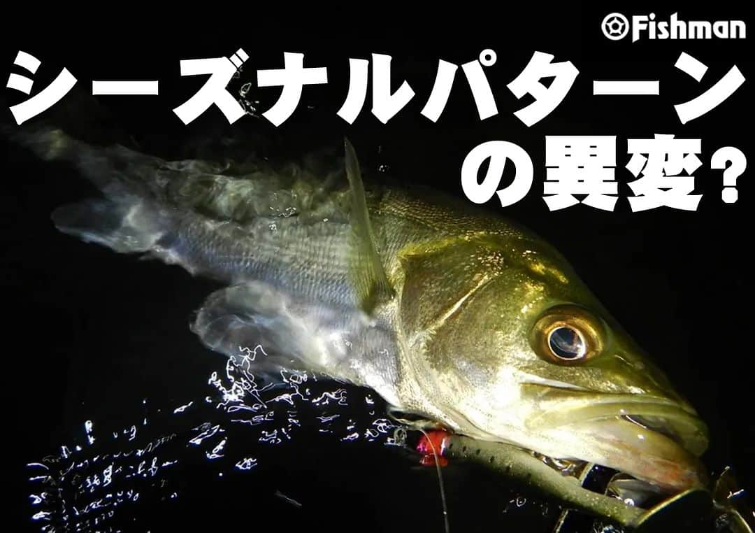 LureNews.TVさんのインスタグラム写真 - (LureNews.TVInstagram)「【シーズナルパターン通用してますか？】Fishmanテスター梶原 利起が感じる異変 https://www.lurenewsr.com/287923/  #フィッシュマン #Fishman #梶原利起 #シーバス #ベイトシーバス #イナッコ #サヨリ   #落ち鮎」11月11日 19時00分 - lurenews