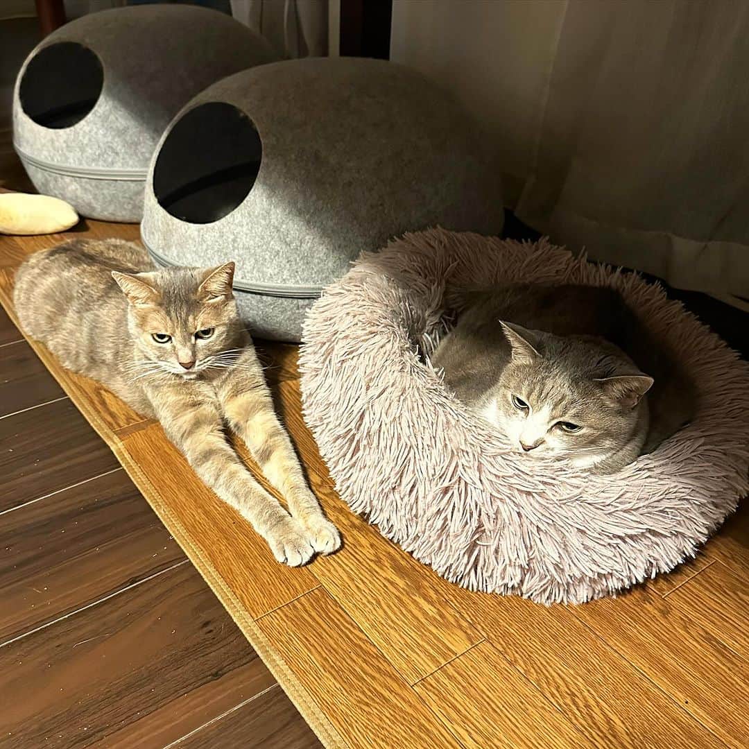 モアレ & クリエさんのインスタグラム写真 - (モアレ & クリエInstagram)「ホッカペONになりました。ぬくぬくなモアクリ♨️  #モアクリ #moacrie #ねこ #猫 #cat #catsagram #ねこすたぐらむ #にゃんすたぐらむ #猫のいる暮らし #ねこのいる生活」11月11日 19時10分 - moacrie