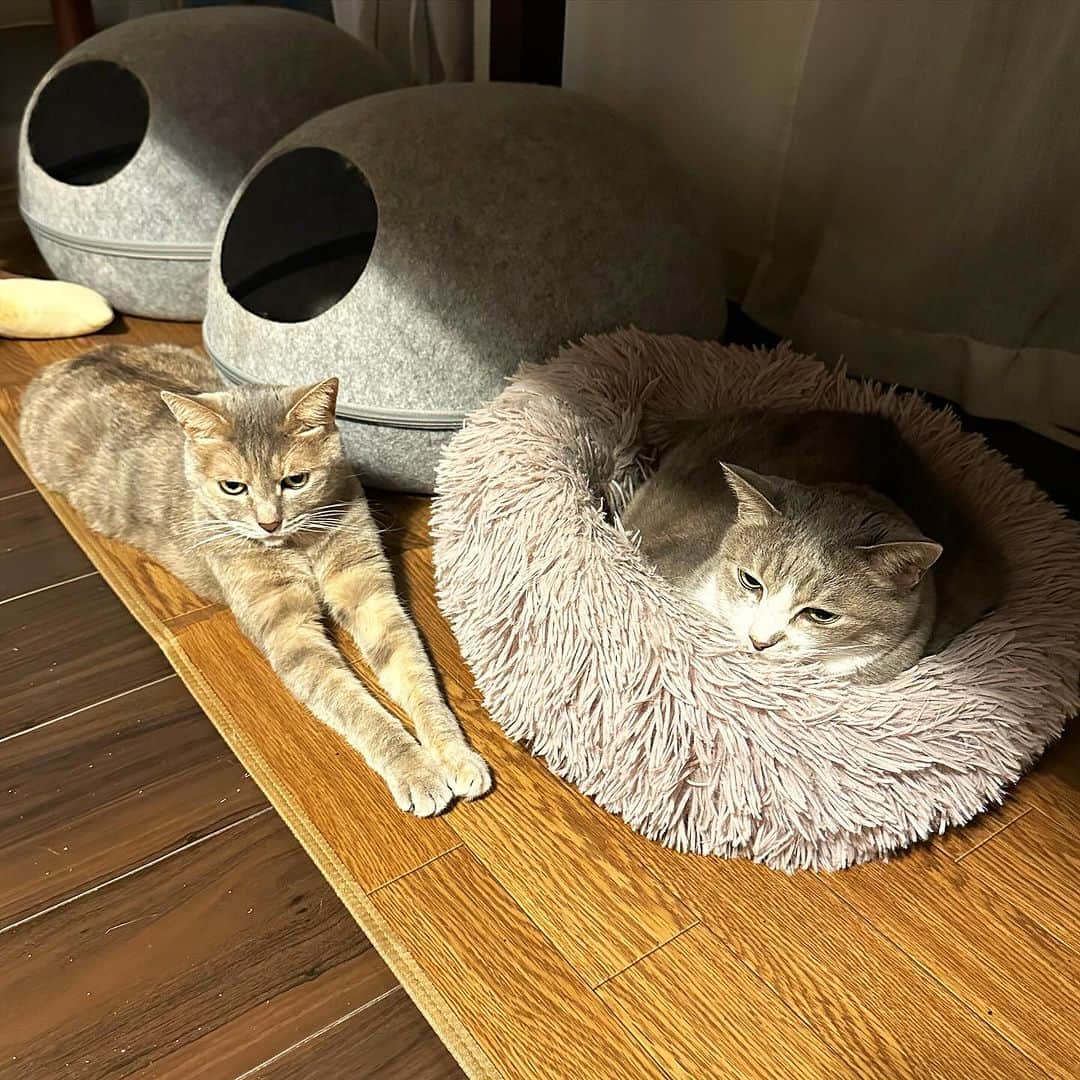 モアレ & クリエのインスタグラム