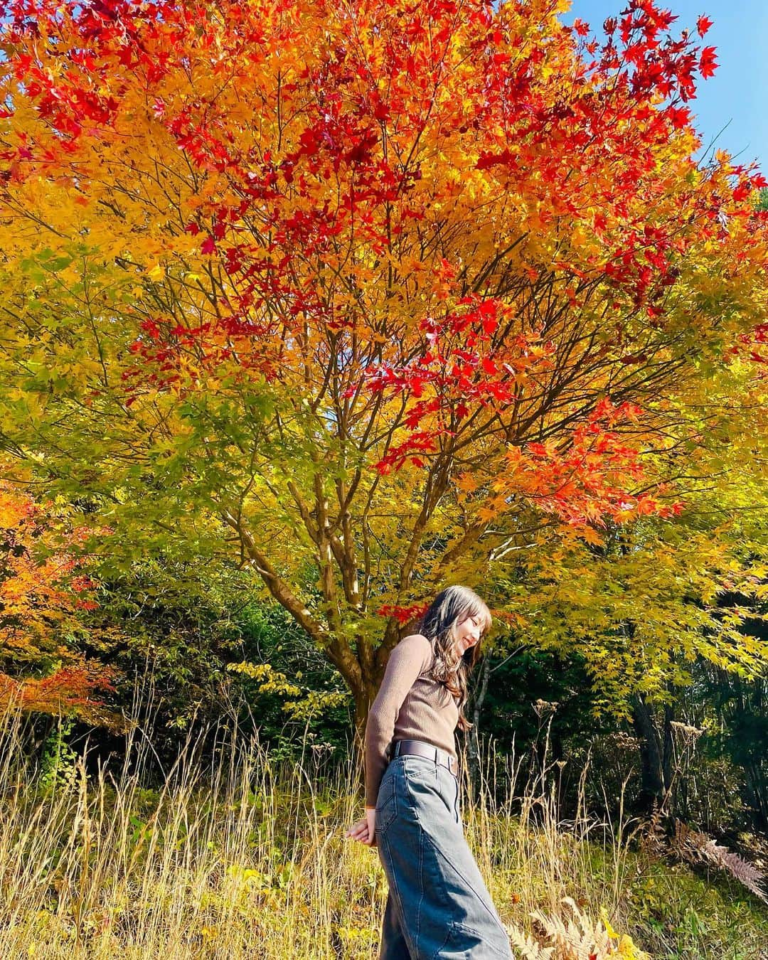 段原瑠々さんのインスタグラム写真 - (段原瑠々Instagram)「🍁  きれいな紅葉！  とっても綺麗なイチョウ見つけたよ😌  明日はもっと寒くなるみたいだから、みんなあったかくしてね〜    #juicejuice #段原瑠々」11月11日 19時05分 - ruru_dambara.official