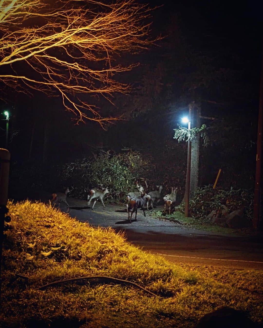 石川直樹さんのインスタグラム写真 - (石川直樹Instagram)「@doors_noboribetsu にお招きいただいて、北海道#登別#白老。来てよかった〜。 1: 白老のアフンルパルからのアヨロ海岸。相変わらず気持ちよい。 2: 虎杖浜や社台地区に昔の写真が点在。Arts & Rootsの展示。かっこいい。 3: 登別郷土資料館にて。翌日、知里幸恵さんのお墓参り。 4: 幸恵さんの弟、アイヌ語辞典を編纂した言語学者、知里真志保の碑。登別小学校と登別川の近く。 5: 地獄谷に雪が降った。 6: 登別のアフンルパルから室蘭方面を望む。 7: ポンアヨロ川の源流”カムイワッカ”。松浦武四郎も訪ねた湧水。 8: 登別カルルスの鈴木旅館前。お湯最高。夜は獣の世界。」11月11日 19時09分 - straightree8848