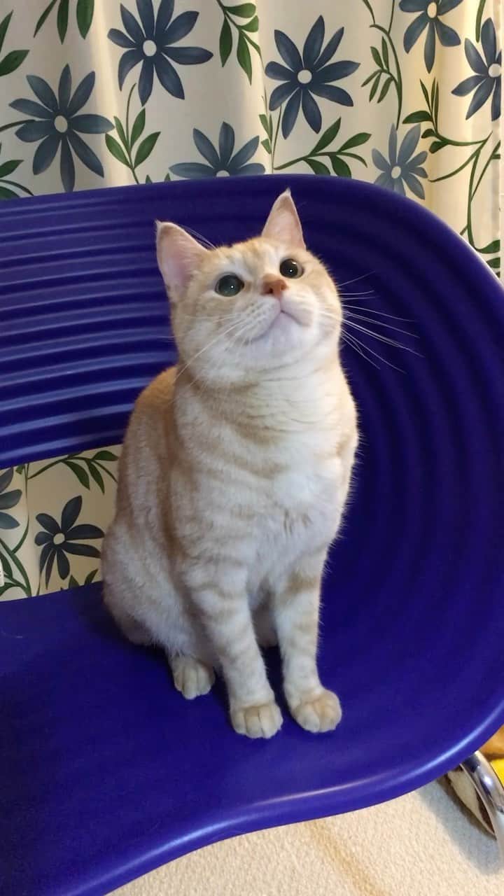 ruiruiのインスタグラム：「今日11月11日は福ちゃんの思い出の日。 . なので懐かしい動画をアップします。 . . #生前の福ちゃん #福ちゃんはお星様になりました #保護猫 #耳の聞こえない猫 #茶トラ #猫 #ねこ #ネコ #cat #instacat #catstagram  #ilovemycat #instagramcats  #meow #pet #petstagram #catstagram_japan #kitty」