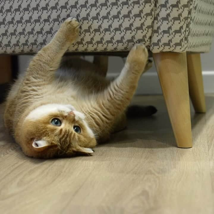 Hosicoのインスタグラム：「Under the chair 🛋️」