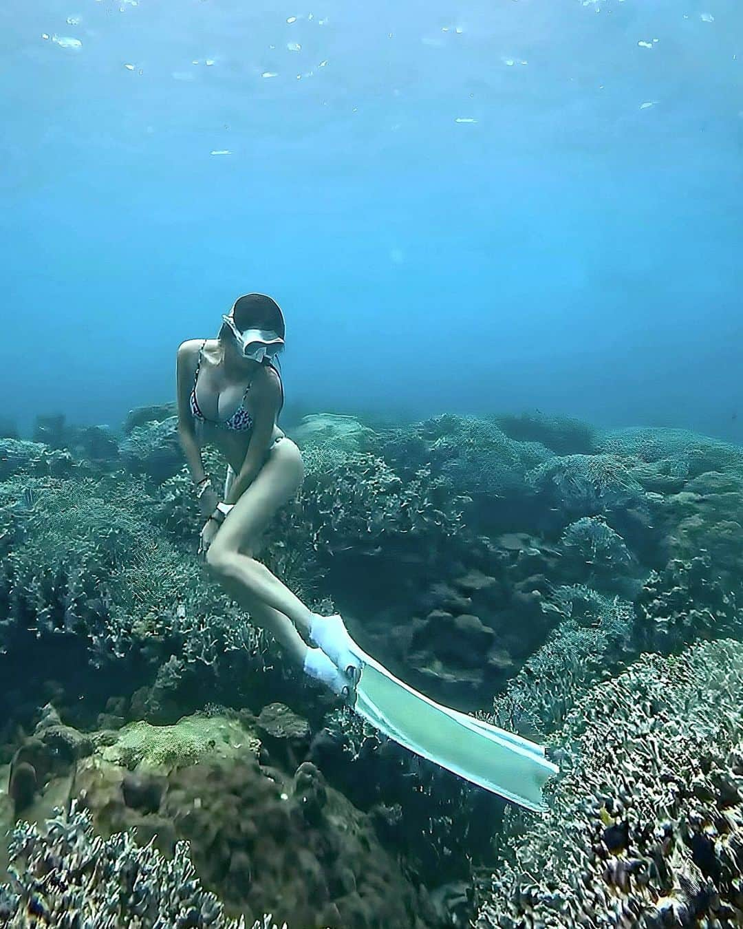 山崎みどりさんのインスタグラム写真 - (山崎みどりInstagram)「リトル・マーメイド気分🪸🧜🏽‍♀️  珊瑚に座ってる　ように見えるけど..  珊瑚に触れたら珊瑚にダメージを与えるから 実は浮いてるの🪸🫧  Photo by @insta_haam  　 ──────────────────────────  #🪸#divinglife #divingphoto #divingtrip#無人島#海遊び#スキンダイビング#skindiving #longfin #skindiver  #ビキニ #ブラジリアンビキニ #bikini #水着　#ビキニ女子 #sealovers #水着女子」11月11日 19時29分 - midori_yamasaki_