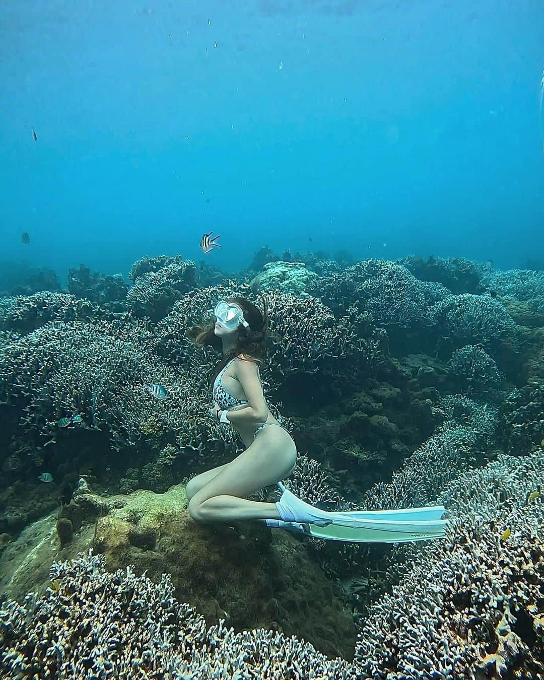 山崎みどりのインスタグラム：「リトル・マーメイド気分🪸🧜🏽‍♀️  珊瑚に座ってる　ように見えるけど..  珊瑚に触れたら珊瑚にダメージを与えるから 実は浮いてるの🪸🫧  Photo by @insta_haam  　 ──────────────────────────  #🪸#divinglife #divingphoto #divingtrip#無人島#海遊び#スキンダイビング#skindiving #longfin #skindiver  #ビキニ #ブラジリアンビキニ #bikini #水着　#ビキニ女子 #sealovers #水着女子」