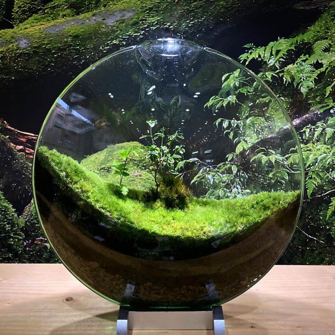 Mosslight-LEDさんのインスタグラム写真 - (Mosslight-LEDInstagram)「苔･こけ･コケ展 11/12(日)最終日 京都府立植物園  #mosslight#モスライト #コケ展#京都府立植物園」11月11日 19時43分 - mosslight1955