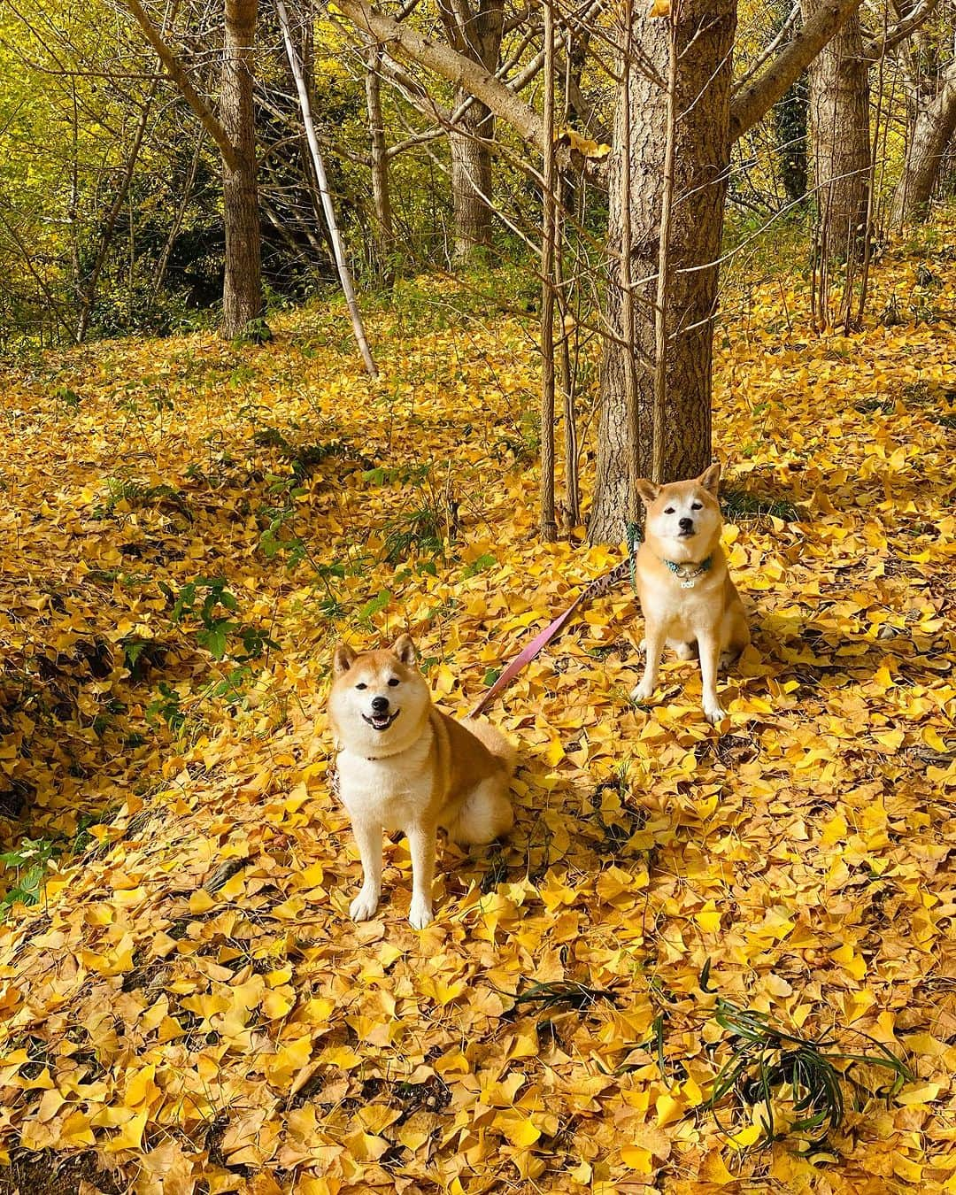 柴犬小雨さんのインスタグラム写真 - (柴犬小雨Instagram)「・ わさのんママ @wasabi___inu がドライブデートに誘ってくれて、久しぶりのお出かけ🚙💨 ・ ・ 先ずは、伊予市中山町のこよみスペースに移転オープンした〝草花ヴィレッジ“ @kusabana_village さんへ🌱 自然に囲まれて、気持ちいいテラス席。 バーニャカウダ美味しかったー😋 あんまり美味しかったので、ソースとパン買って帰りました。 ・ ・ お散歩は〝龍王公園“へ🍂 銀杏の絨毯がとっても綺麗だったよ✨ ・ いっぱい歩いて楽しかったね♪ わさびくん、またデートしてね🐶💕 わさびママ、連れて行ってくれてありがとう🙇‍♀️ ・ ・ 友達って有り難いですね🍀 私がこんな状況だし、ちょっと誘いにくかったと思う。 でも、外へ連れ出してくれた。 ・ 「太陽の光浴びるのって大事なんだって」 「...シミが出来るけどね」 ・ なんて言うから、つい笑っちゃったよ😂 ありがとうね👍 ・ ・ ・ #shiba_snap #shibamania #petstagram #dog  #shibadog #petstagram #pet #shiba #shibainu #shibaaaaainu #shibastagram #愛媛観光 #dogstagram #子犬#仔犬#狗 #犬のいる暮らし #こよみスペース #草花ヴィレッジ #愛媛カフェ #豆柴#まめしば#しばいぬ #9gag #しばけん #ペット#小狗#柴犬#犬#柴犬小雨#シバイヌ」11月11日 19時45分 - fuji_jun1205