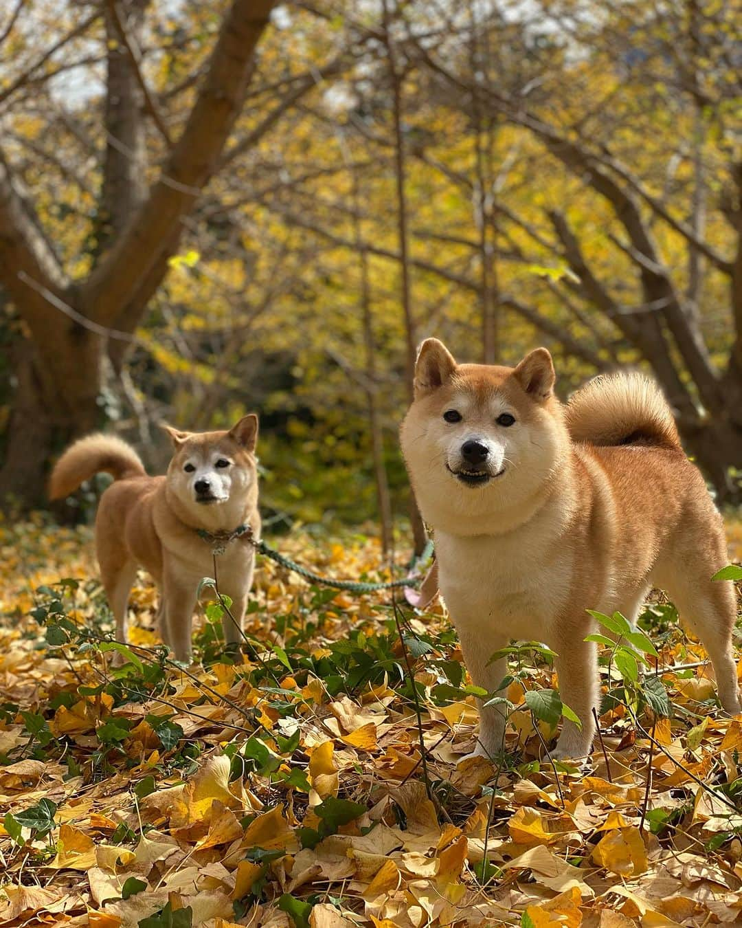 柴犬小雨さんのインスタグラム写真 - (柴犬小雨Instagram)「・ わさのんママ @wasabi___inu がドライブデートに誘ってくれて、久しぶりのお出かけ🚙💨 ・ ・ 先ずは、伊予市中山町のこよみスペースに移転オープンした〝草花ヴィレッジ“ @kusabana_village さんへ🌱 自然に囲まれて、気持ちいいテラス席。 バーニャカウダ美味しかったー😋 あんまり美味しかったので、ソースとパン買って帰りました。 ・ ・ お散歩は〝龍王公園“へ🍂 銀杏の絨毯がとっても綺麗だったよ✨ ・ いっぱい歩いて楽しかったね♪ わさびくん、またデートしてね🐶💕 わさびママ、連れて行ってくれてありがとう🙇‍♀️ ・ ・ 友達って有り難いですね🍀 私がこんな状況だし、ちょっと誘いにくかったと思う。 でも、外へ連れ出してくれた。 ・ 「太陽の光浴びるのって大事なんだって」 「...シミが出来るけどね」 ・ なんて言うから、つい笑っちゃったよ😂 ありがとうね👍 ・ ・ ・ #shiba_snap #shibamania #petstagram #dog  #shibadog #petstagram #pet #shiba #shibainu #shibaaaaainu #shibastagram #愛媛観光 #dogstagram #子犬#仔犬#狗 #犬のいる暮らし #こよみスペース #草花ヴィレッジ #愛媛カフェ #豆柴#まめしば#しばいぬ #9gag #しばけん #ペット#小狗#柴犬#犬#柴犬小雨#シバイヌ」11月11日 19時45分 - fuji_jun1205