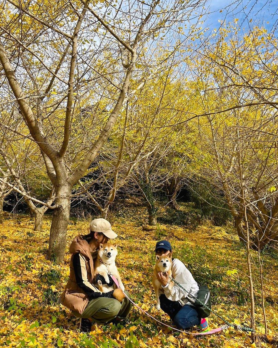 柴犬小雨さんのインスタグラム写真 - (柴犬小雨Instagram)「・ わさのんママ @wasabi___inu がドライブデートに誘ってくれて、久しぶりのお出かけ🚙💨 ・ ・ 先ずは、伊予市中山町のこよみスペースに移転オープンした〝草花ヴィレッジ“ @kusabana_village さんへ🌱 自然に囲まれて、気持ちいいテラス席。 バーニャカウダ美味しかったー😋 あんまり美味しかったので、ソースとパン買って帰りました。 ・ ・ お散歩は〝龍王公園“へ🍂 銀杏の絨毯がとっても綺麗だったよ✨ ・ いっぱい歩いて楽しかったね♪ わさびくん、またデートしてね🐶💕 わさびママ、連れて行ってくれてありがとう🙇‍♀️ ・ ・ 友達って有り難いですね🍀 私がこんな状況だし、ちょっと誘いにくかったと思う。 でも、外へ連れ出してくれた。 ・ 「太陽の光浴びるのって大事なんだって」 「...シミが出来るけどね」 ・ なんて言うから、つい笑っちゃったよ😂 ありがとうね👍 ・ ・ ・ #shiba_snap #shibamania #petstagram #dog  #shibadog #petstagram #pet #shiba #shibainu #shibaaaaainu #shibastagram #愛媛観光 #dogstagram #子犬#仔犬#狗 #犬のいる暮らし #こよみスペース #草花ヴィレッジ #愛媛カフェ #豆柴#まめしば#しばいぬ #9gag #しばけん #ペット#小狗#柴犬#犬#柴犬小雨#シバイヌ」11月11日 19時45分 - fuji_jun1205