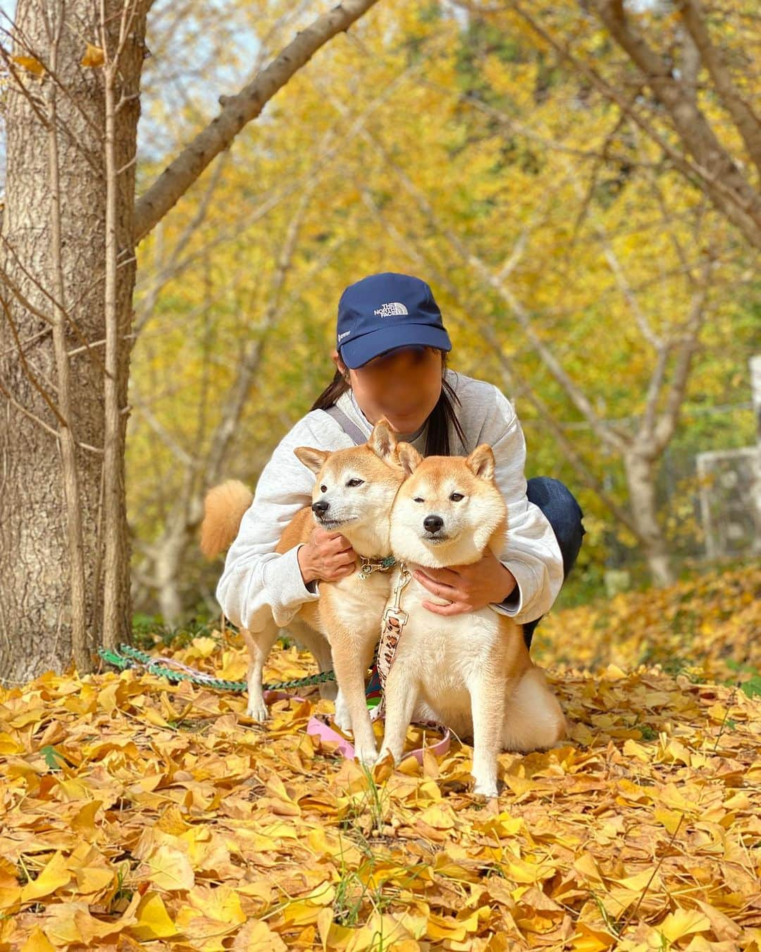 柴犬小雨のインスタグラム：「・ わさのんママ @wasabi___inu がドライブデートに誘ってくれて、久しぶりのお出かけ🚙💨 ・ ・ 先ずは、伊予市中山町のこよみスペースに移転オープンした〝草花ヴィレッジ“ @kusabana_village さんへ🌱 自然に囲まれて、気持ちいいテラス席。 バーニャカウダ美味しかったー😋 あんまり美味しかったので、ソースとパン買って帰りました。 ・ ・ お散歩は〝龍王公園“へ🍂 銀杏の絨毯がとっても綺麗だったよ✨ ・ いっぱい歩いて楽しかったね♪ わさびくん、またデートしてね🐶💕 わさびママ、連れて行ってくれてありがとう🙇‍♀️ ・ ・ 友達って有り難いですね🍀 私がこんな状況だし、ちょっと誘いにくかったと思う。 でも、外へ連れ出してくれた。 ・ 「太陽の光浴びるのって大事なんだって」 「...シミが出来るけどね」 ・ なんて言うから、つい笑っちゃったよ😂 ありがとうね👍 ・ ・ ・ #shiba_snap #shibamania #petstagram #dog  #shibadog #petstagram #pet #shiba #shibainu #shibaaaaainu #shibastagram #愛媛観光 #dogstagram #子犬#仔犬#狗 #犬のいる暮らし #こよみスペース #草花ヴィレッジ #愛媛カフェ #豆柴#まめしば#しばいぬ #9gag #しばけん #ペット#小狗#柴犬#犬#柴犬小雨#シバイヌ」