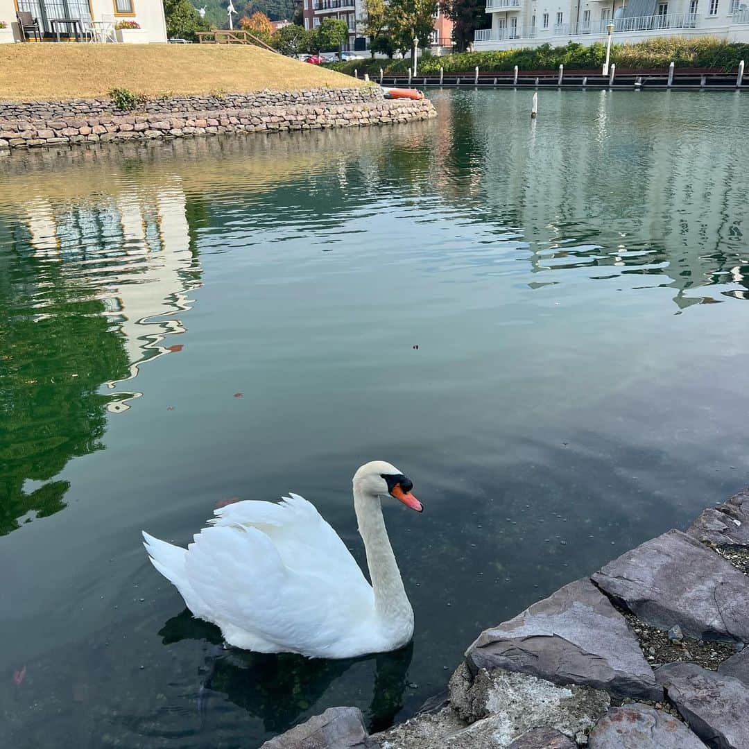 セレイナ・アンさんのインスタグラム写真 - (セレイナ・アンInstagram)「Family weekend at @huistenbosch_official   (時差投稿失礼します) あおぞらキャラバンぶりの長崎 ハウステンボス。やっぱここ日本じゃない説濃厚です、最高でした。走り回るメニューも楽しいと思うけど、大人にゆったりエンジョイ推奨です🏰」11月11日 19時45分 - celeinaann