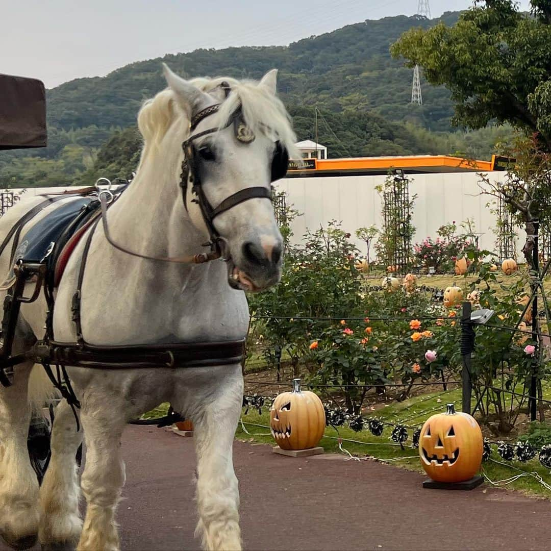 セレイナ・アンさんのインスタグラム写真 - (セレイナ・アンInstagram)「Family weekend at @huistenbosch_official   (時差投稿失礼します) あおぞらキャラバンぶりの長崎 ハウステンボス。やっぱここ日本じゃない説濃厚です、最高でした。走り回るメニューも楽しいと思うけど、大人にゆったりエンジョイ推奨です🏰」11月11日 19時45分 - celeinaann