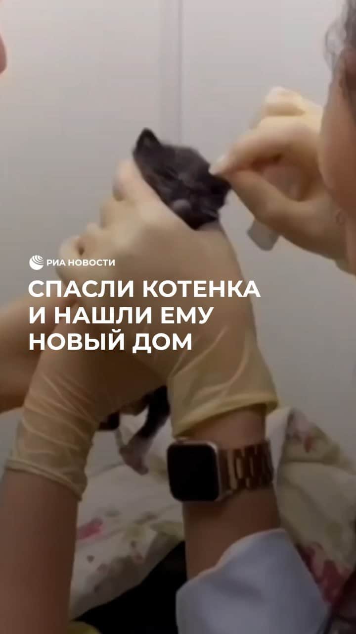 RIAノーボスチのインスタグラム：「В Санкт-Петербурге спасатели приехали тушить загоревшийся мусор и нашли котенка. Кроха оказался в эпицентре пожара и чудом остался жив. Котенка напоили водой, а когда он немного пришел в себя, сразу же пристроили в новую семью.」