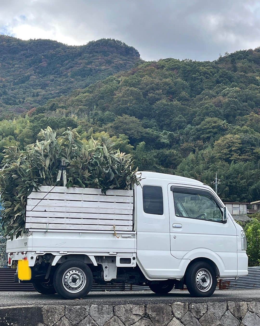 内澤旬子のインスタグラム：「山の向こうの大部に枇杷の伐採枝をいただきに。あと3回は行かないと積みきれません。積んでる途中で腰が痛くなってきて狼狽しましたがギックリさせずにソロソロと積み込みを終えて渋い腰のまま運転して帰宅したのでした。」