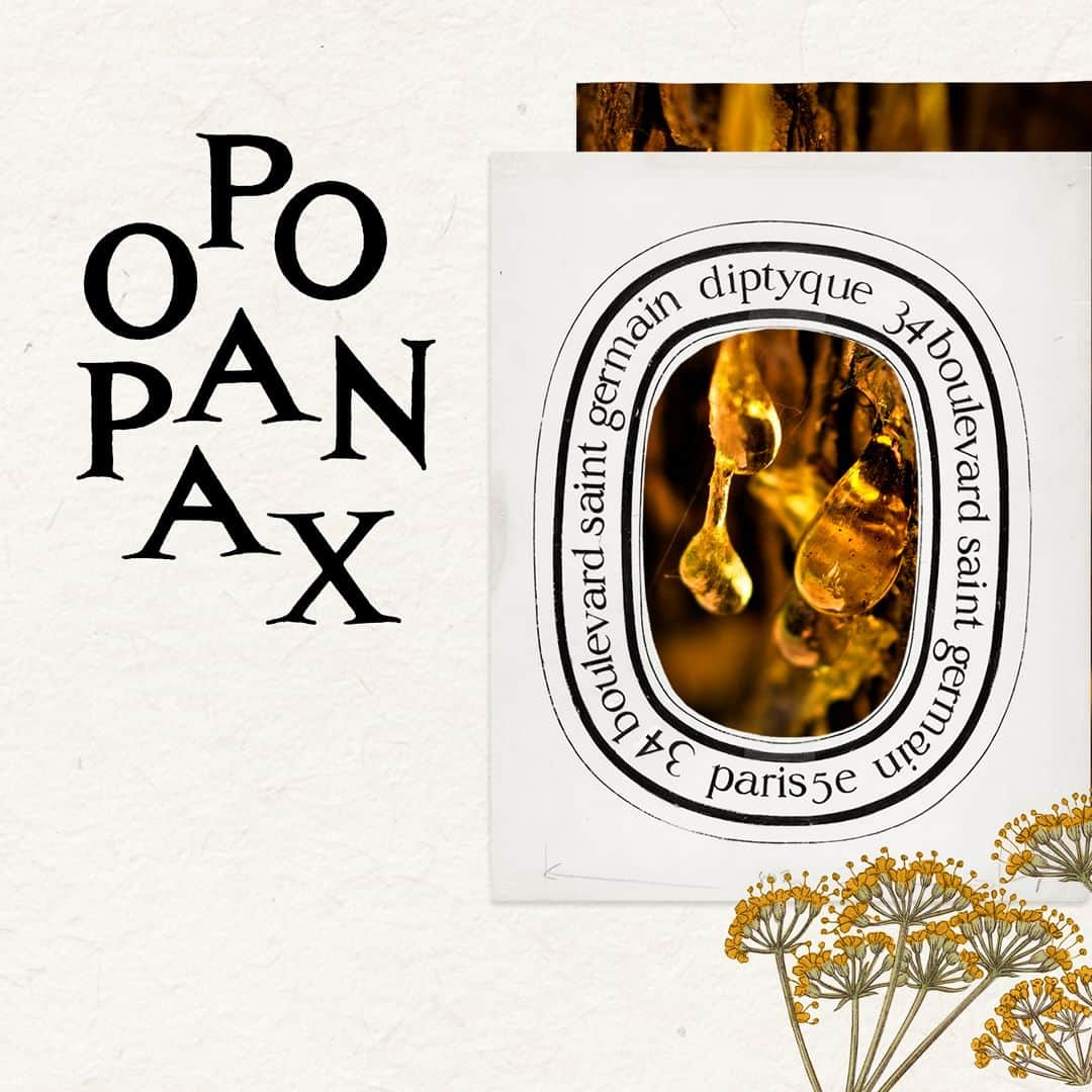 ディプティックのインスタグラム：「Ever so subtly, the Opopanax candle… …conjures up memories of the East. It recalls a resin with an enveloping scent – a balm with a hint of vanilla, once used as a remedy as much as a perfume. Today, still, Opopanax soothes the senses. #Diptyque #CandleOfTheMonth #Opopanax #Candles」