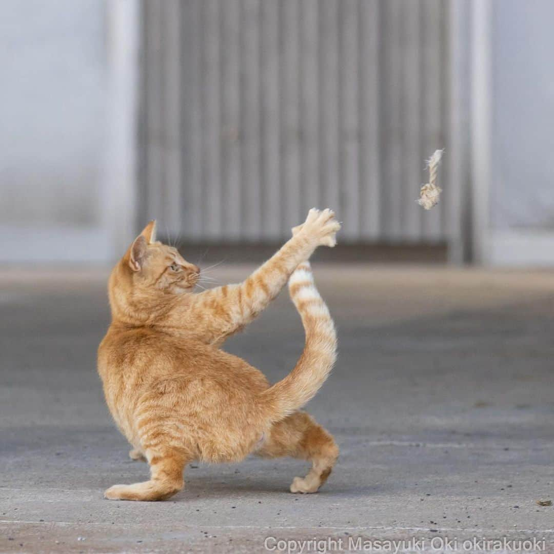 Masayukiさんのインスタグラム写真 - (MasayukiInstagram)「放り投げる。  #cat #ねこ #猫 #東京カメラ部 #nekoclub  #yourshotphotographer  #my_eos_photo」11月11日 20時09分 - okirakuoki