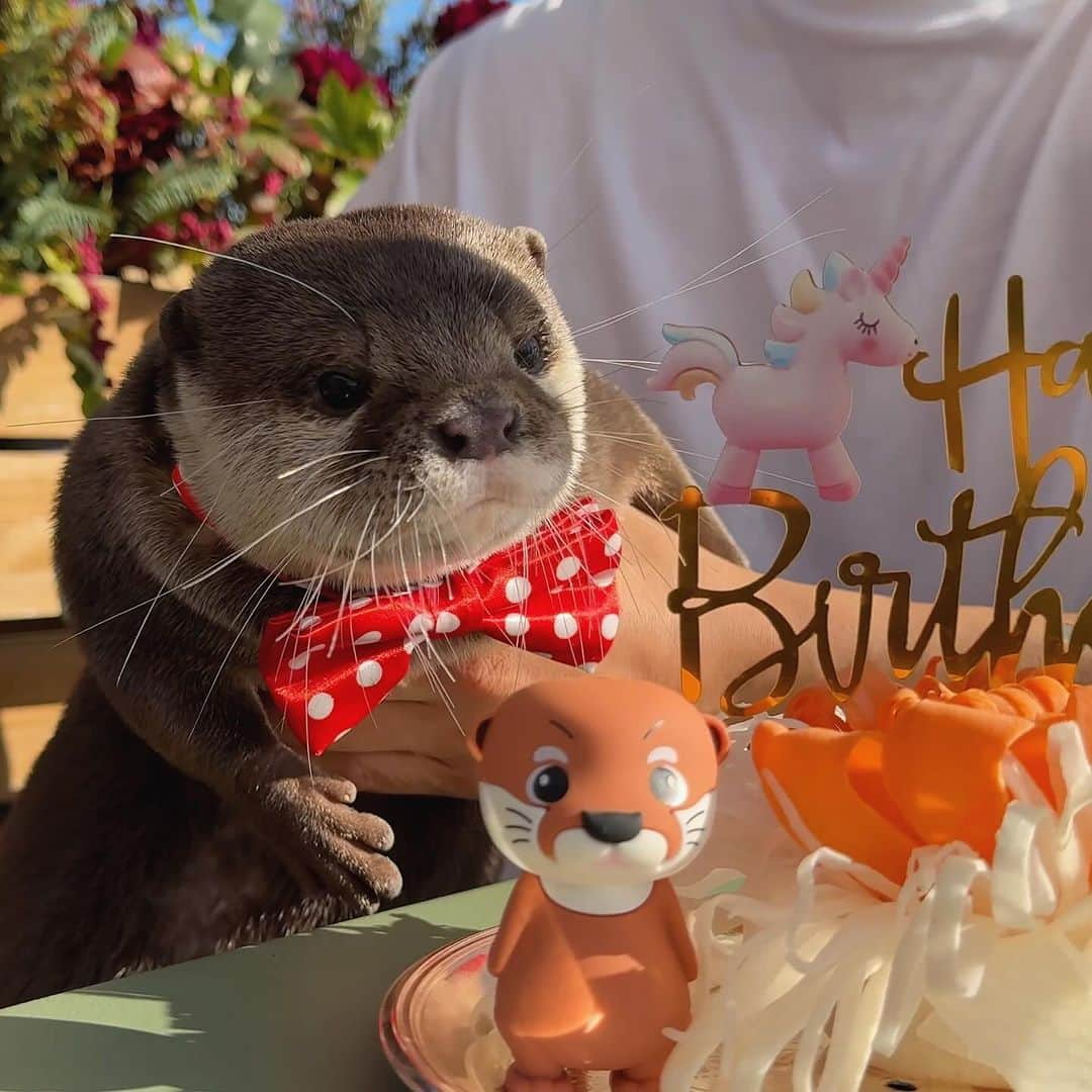 カワウソ コタロー&ハナさんのインスタグラム写真 - (カワウソ コタロー&ハナInstagram)「Happy Birthday Kotaro🎈 Thank you for all the celebration messages! Professor has turned 6 years old – how time flies. Recently, he’s been breaking his ‘one wet, one dry’ pattern, shifting towards ‘one wet, two dry’  Kotaro’s birthday video is up on YouTube, and our 2024 calendar is now available, so be sure to check them out!  コタロー6歳の誕生日たくさんのメッセージありがとうございました！ 今年はお家でお祝い&フレンチビストロのゴンアルブルでもバースデーパーティーを開いてもらい、みんなにチヤホヤされてご機嫌なコタローでした🎊  バースデー動画はYoutubeにアップしてます&2024年のカレンダーも本日発売したのでぜひチェックしてね！  また、コタローも常連のゴンアルブルでは12月末までにコツメット見て来たよと言えば良いことがあるそうです。詳しくはこちらへ！ @grandarbre1126   . . . #otter #otters #cute #pet #animal ‪#カワウソ #コツメカワウソ #動物 #ペット #カワウソコタロー #カワウソハナ #コタロー #かわいい #かわうそ #もふもふ #수달 #귀여워 #水獺 #loutre #lontra #lutra #выдра #nutria#otterlove #kotarotheotter #otterkotaro」11月11日 20時31分 - otter_kotaro_hana