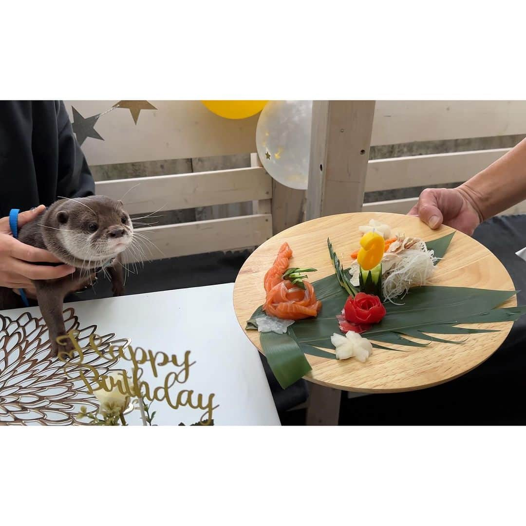 カワウソ コタロー&ハナさんのインスタグラム写真 - (カワウソ コタロー&ハナInstagram)「Happy Birthday Kotaro🎈 Thank you for all the celebration messages! Professor has turned 6 years old – how time flies. Recently, he’s been breaking his ‘one wet, one dry’ pattern, shifting towards ‘one wet, two dry’  Kotaro’s birthday video is up on YouTube, and our 2024 calendar is now available, so be sure to check them out!  コタロー6歳の誕生日たくさんのメッセージありがとうございました！ 今年はお家でお祝い&フレンチビストロのゴンアルブルでもバースデーパーティーを開いてもらい、みんなにチヤホヤされてご機嫌なコタローでした🎊  バースデー動画はYoutubeにアップしてます&2024年のカレンダーも本日発売したのでぜひチェックしてね！  また、コタローも常連のゴンアルブルでは12月末までにコツメット見て来たよと言えば良いことがあるそうです。詳しくはこちらへ！ @grandarbre1126   . . . #otter #otters #cute #pet #animal ‪#カワウソ #コツメカワウソ #動物 #ペット #カワウソコタロー #カワウソハナ #コタロー #かわいい #かわうそ #もふもふ #수달 #귀여워 #水獺 #loutre #lontra #lutra #выдра #nutria#otterlove #kotarotheotter #otterkotaro」11月11日 20時31分 - otter_kotaro_hana