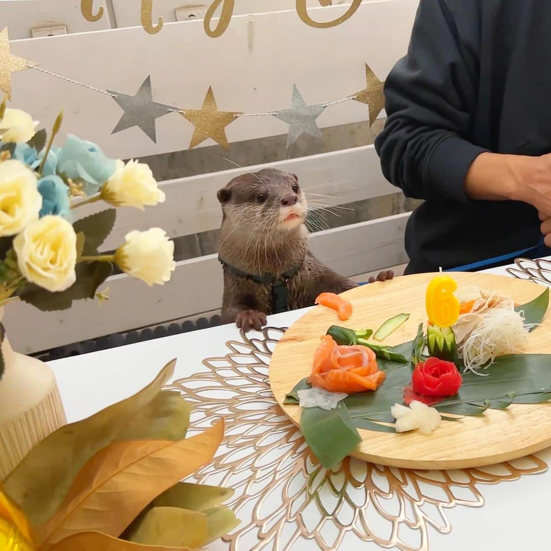 カワウソ コタロー&ハナさんのインスタグラム写真 - (カワウソ コタロー&ハナInstagram)「Happy Birthday Kotaro🎈 Thank you for all the celebration messages! Professor has turned 6 years old – how time flies. Recently, he’s been breaking his ‘one wet, one dry’ pattern, shifting towards ‘one wet, two dry’  Kotaro’s birthday video is up on YouTube, and our 2024 calendar is now available, so be sure to check them out!  コタロー6歳の誕生日たくさんのメッセージありがとうございました！ 今年はお家でお祝い&フレンチビストロのゴンアルブルでもバースデーパーティーを開いてもらい、みんなにチヤホヤされてご機嫌なコタローでした🎊  バースデー動画はYoutubeにアップしてます&2024年のカレンダーも本日発売したのでぜひチェックしてね！  また、コタローも常連のゴンアルブルでは12月末までにコツメット見て来たよと言えば良いことがあるそうです。詳しくはこちらへ！ @grandarbre1126   . . . #otter #otters #cute #pet #animal ‪#カワウソ #コツメカワウソ #動物 #ペット #カワウソコタロー #カワウソハナ #コタロー #かわいい #かわうそ #もふもふ #수달 #귀여워 #水獺 #loutre #lontra #lutra #выдра #nutria#otterlove #kotarotheotter #otterkotaro」11月11日 20時31分 - otter_kotaro_hana