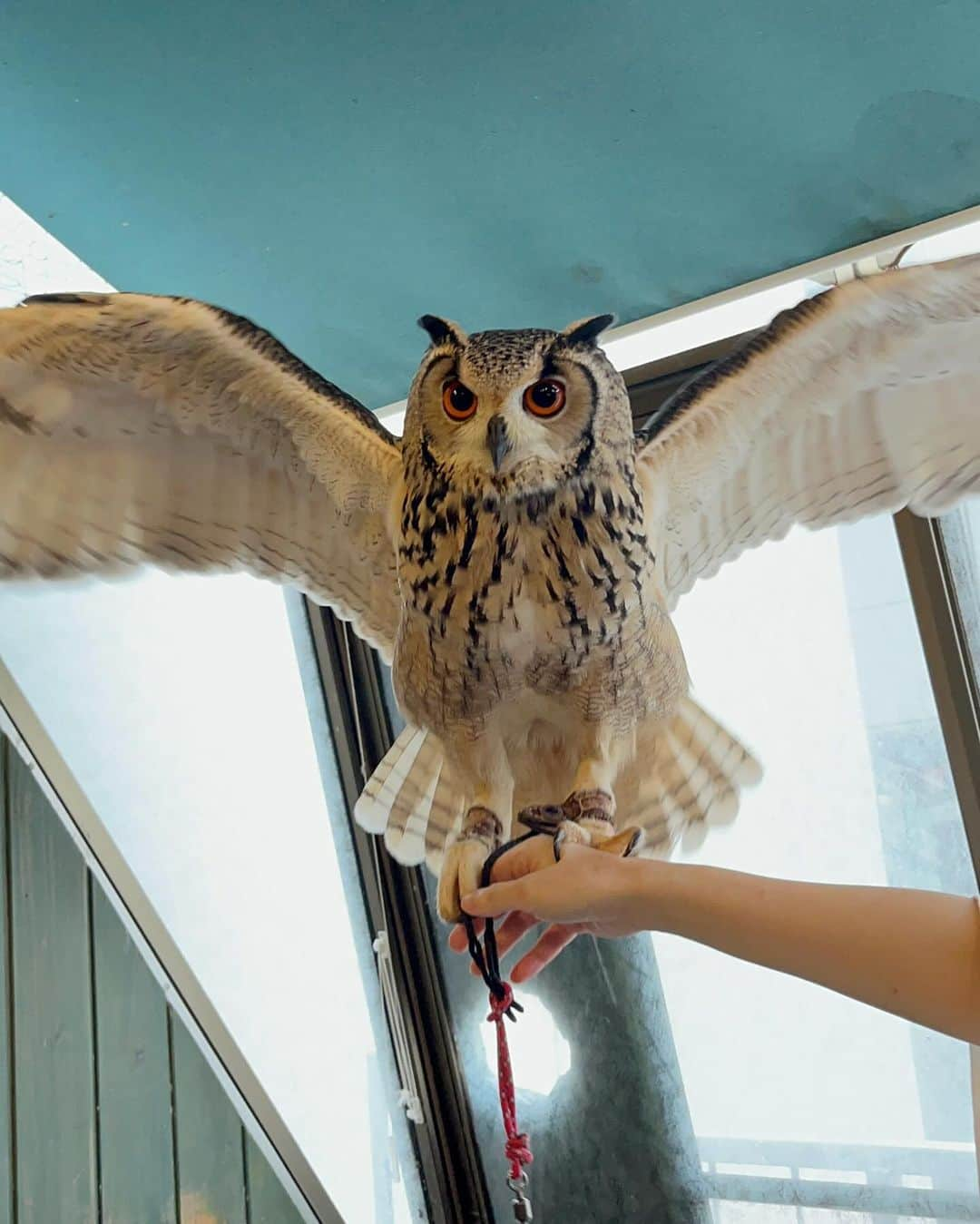 はやめいさんのインスタグラム写真 - (はやめいInstagram)「. フクロウさんに会いに行ってきました🦉  私の美容室についてきてくれたので 帰りはなにか👧🏻の好きなことをしようね と約束していたのですが なんとリクエストは フクロウさんに会いたいでした 笑！  カラーしてもらっている間に どこに行くかふたりで色々 みていました 🪄︎︎  実際に目の前にいたら 怖がったりするかな？ なんて思っていたのですが驚くほど 上手に撫でたりおててに乗せたり、、笑  お店のお姉さんに2歳なのにすごすぎる！ と言っていただいて娘っちは 得意げでした🫶🏻  本当に可愛かった〜☺️  南青山にある ふくろうマジックさんです！  #こども #こどものいる生活#シングルマザー#シンママ#シンママライフ#こどものいる暮らし#キッズ#ママスタグラム #むすめふく#プチプラコーデ#2歳9ヶ月 #フクロウ#表参道#子連れ表参道」11月11日 20時33分 - haya.mei