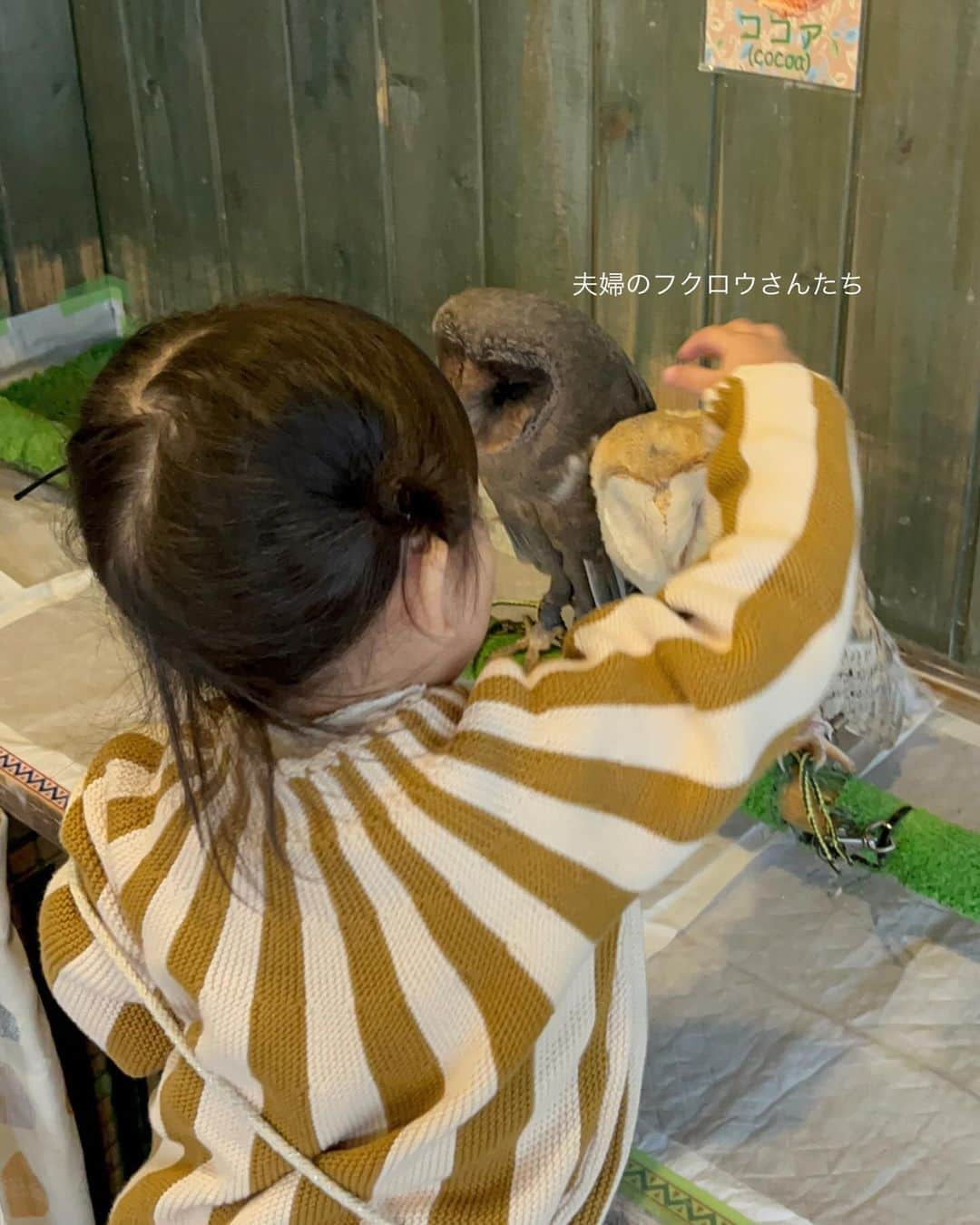 はやめいさんのインスタグラム写真 - (はやめいInstagram)「. フクロウさんに会いに行ってきました🦉  私の美容室についてきてくれたので 帰りはなにか👧🏻の好きなことをしようね と約束していたのですが なんとリクエストは フクロウさんに会いたいでした 笑！  カラーしてもらっている間に どこに行くかふたりで色々 みていました 🪄︎︎  実際に目の前にいたら 怖がったりするかな？ なんて思っていたのですが驚くほど 上手に撫でたりおててに乗せたり、、笑  お店のお姉さんに2歳なのにすごすぎる！ と言っていただいて娘っちは 得意げでした🫶🏻  本当に可愛かった〜☺️  南青山にある ふくろうマジックさんです！  #こども #こどものいる生活#シングルマザー#シンママ#シンママライフ#こどものいる暮らし#キッズ#ママスタグラム #むすめふく#プチプラコーデ#2歳9ヶ月 #フクロウ#表参道#子連れ表参道」11月11日 20時33分 - haya.mei