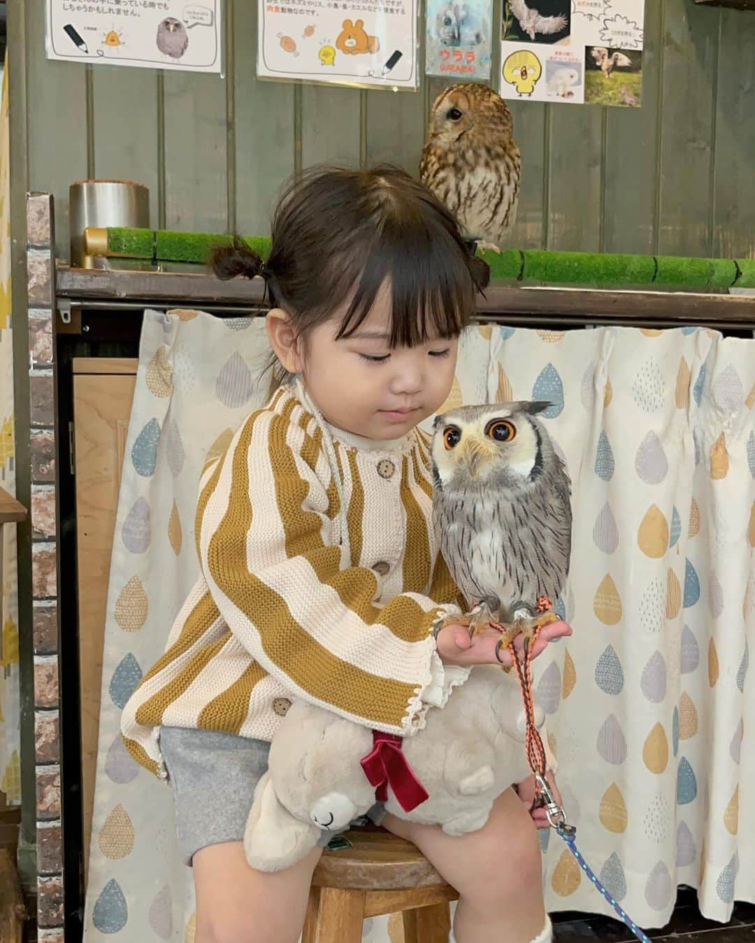 はやめいさんのインスタグラム写真 - (はやめいInstagram)「. フクロウさんに会いに行ってきました🦉  私の美容室についてきてくれたので 帰りはなにか👧🏻の好きなことをしようね と約束していたのですが なんとリクエストは フクロウさんに会いたいでした 笑！  カラーしてもらっている間に どこに行くかふたりで色々 みていました 🪄︎︎  実際に目の前にいたら 怖がったりするかな？ なんて思っていたのですが驚くほど 上手に撫でたりおててに乗せたり、、笑  お店のお姉さんに2歳なのにすごすぎる！ と言っていただいて娘っちは 得意げでした🫶🏻  本当に可愛かった〜☺️  南青山にある ふくろうマジックさんです！  #こども #こどものいる生活#シングルマザー#シンママ#シンママライフ#こどものいる暮らし#キッズ#ママスタグラム #むすめふく#プチプラコーデ#2歳9ヶ月 #フクロウ#表参道#子連れ表参道」11月11日 20時33分 - haya.mei