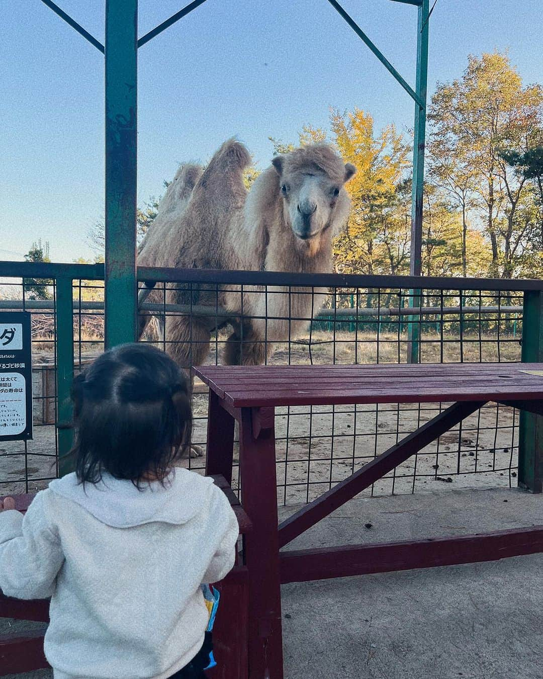 藤本真由さんのインスタグラム写真 - (藤本真由Instagram)「打ち合わせがあったので、ちびすけをつれて郡山へ🚅🤍  行ってみたかった東北サファリパーク🦁 久しぶりの動物園にテンション上がってしまった☺️✌️  ちびすけ、初めての動物園は8割りワンワンでした🐶 怖がることなく興味津々❣️ たくさん歩いて楽しかったね🥰  #東北サファリパーク  #郡山　 #二本松  #動物園  #わんわん  #子どものいる暮らし  #子供とお出かけ　 #1歳女の子」11月11日 20時34分 - mayusuke25