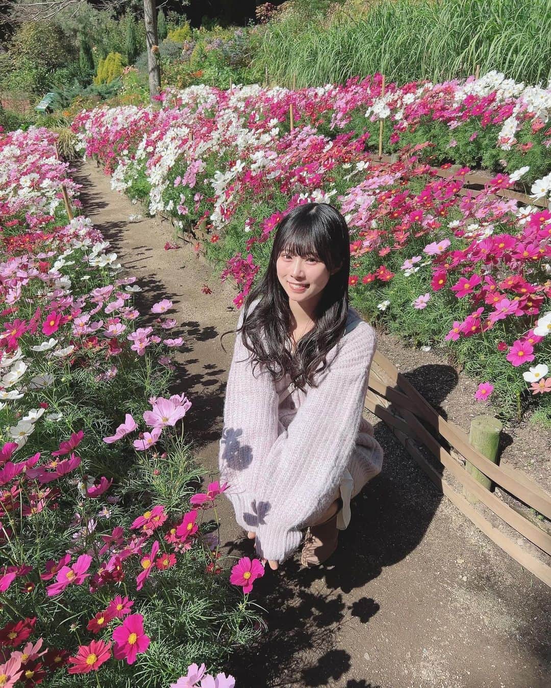 瀧本弥生のインスタグラム：「コスモスいっぱい🌸🌸  でももう秋も終わっちゃって冬だね〜❄️  #NMB48 #アイドル　#04 #05 #05년생  #idol  #ootd #コスモス」
