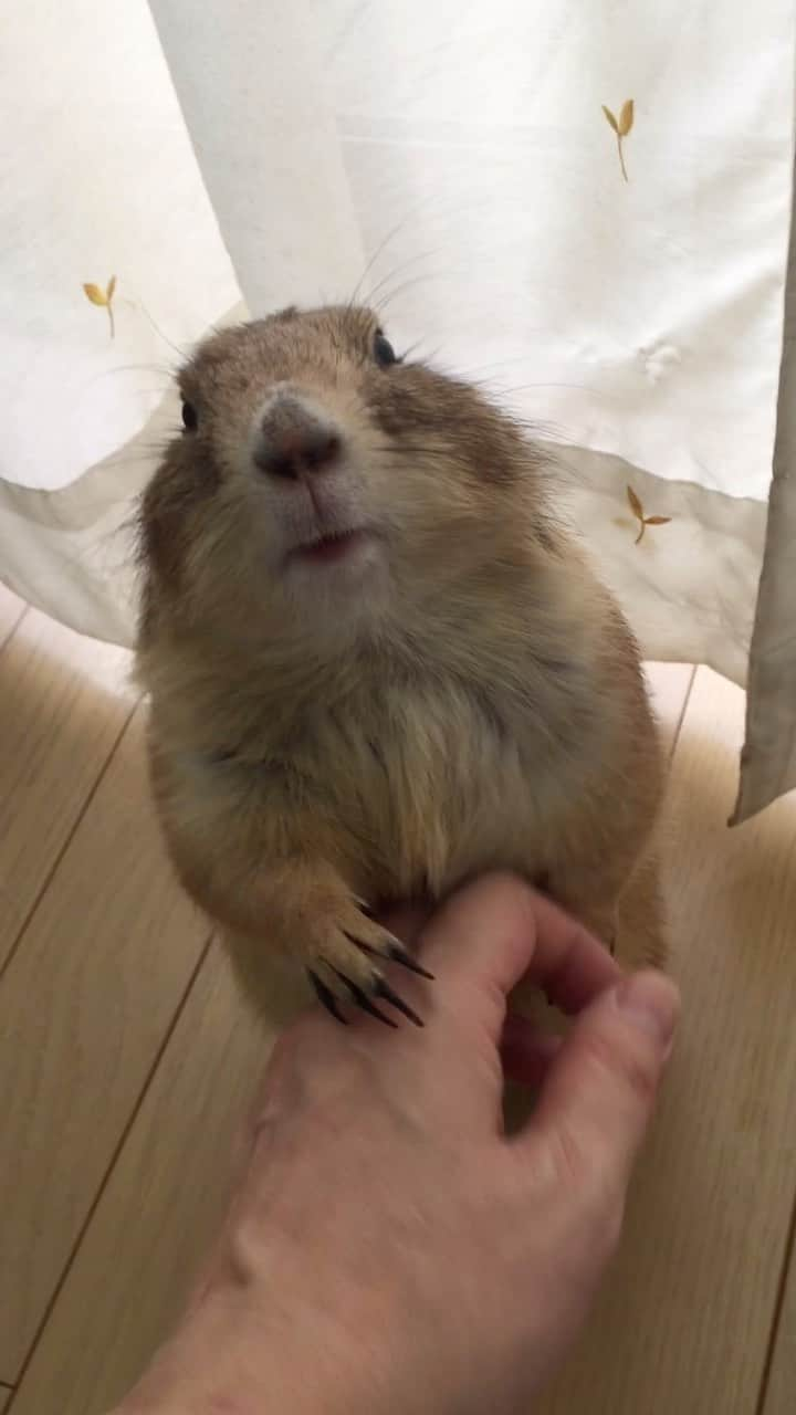 ikaoのインスタグラム：「くんた。Kunta. Video shot in November 2017 急に寒くなりました🍂 逢いたいなぁ❤️ #prairiedog #プレーリードッグ」