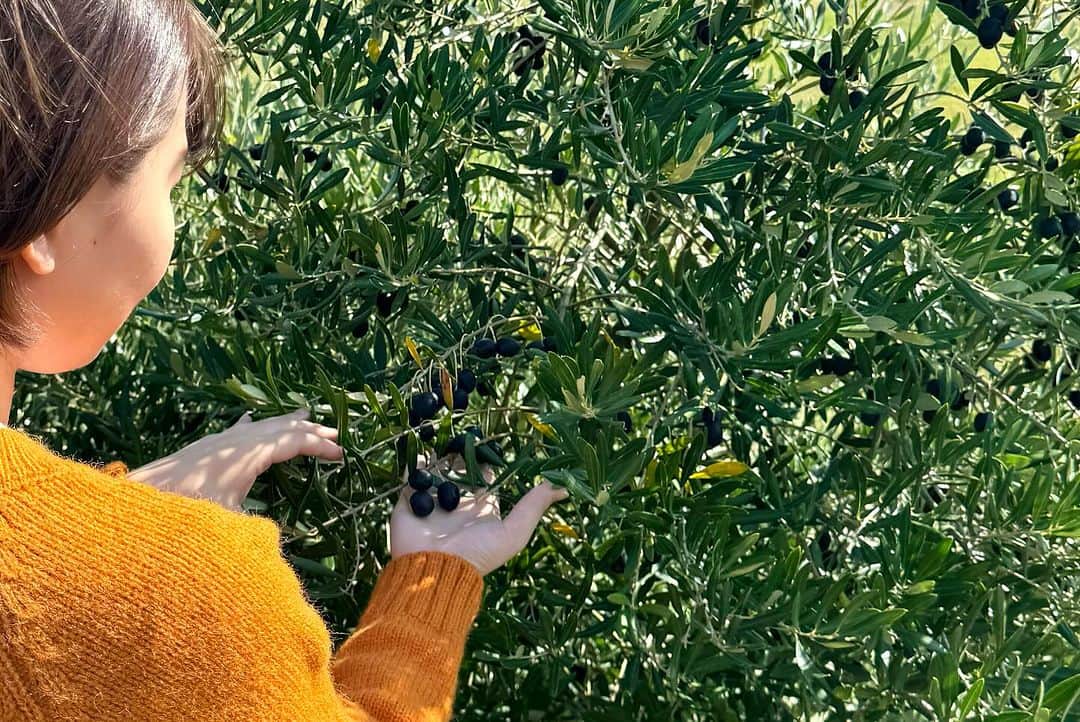 リゾートホテルオリビアン小豆島さんのインスタグラム写真 - (リゾートホテルオリビアン小豆島Instagram)「. 今年は約40㎏のオリーブを収穫することができました🫒  一つ一つ、果実を手の中に優しく包み込むようにし、親指と人差し指で果梗部をつかみ、傷つけないよう収穫しました。  どんなテイストのオリーブオイルが出来るか、楽しみです✨  @caloreshodoshima   Green Harmony～自然と人を繋ぐ～」 ★━━━━━━━━━━━━━━━━━━★  2021年7月にリブランドした当ホテルでは、 自然と人とが融合する世界観でサービスを提供して参ります。 ★━━━━━━━━━━━━━━━━━━★ #oliveanshodoshima #shodoshima #オリビアン小豆島　#小豆島　#香川県 #香川県観光　#小豆島観光　#香川旅行　#小豆島旅行　#島旅　#瀬戸内　#setouchi #オリーブ#オリーブの実 #オリーブ収穫 #オリーブオイル #カローレ小豆島 #6次産業 #6次産業化」11月11日 21時31分 - olivean_shodoshima