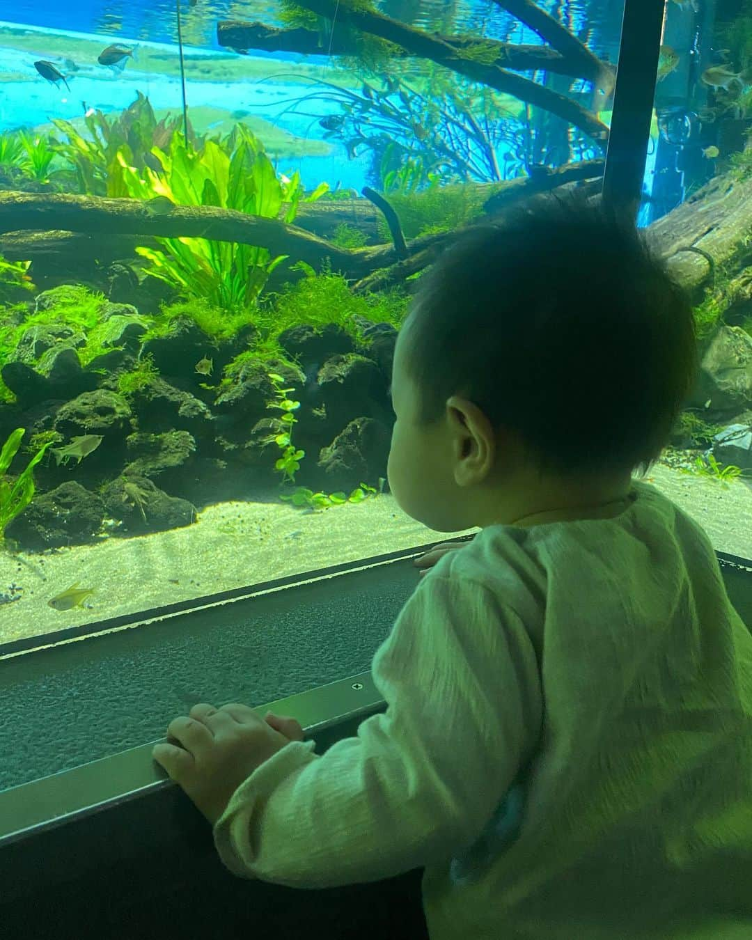 阿川麻美さんのインスタグラム写真 - (阿川麻美Instagram)「家族でカワスイ 川崎水族館へ🐟  カワスイは 世界の美しい水辺を五感で感じる新感覚エンターテインメント水族館。 そしてママに優しい水族館なの🥺 　  JR川崎駅からすぐ、しかも館内も ベビーカーでスイスイ進めて楽しめるからベビちゃんいても快適🙆‍♀️ 子供が喜ぶメニューがたくさんあったり 飽きずに楽しめる、癒しの空間になってるよ👍 ベビールームもあるからひと休みもできるしとにかく快適！  とあるエリアにアルマジロがいるんだけど 夜行性だから？丸まってるからか？ いつも見つけられなくて 今回初めて見つけられて…！ 見つけた時は寝てたんだけど どうしても起きてるところが見たいって言って 何度も何度もこのエリアに戻って ようやく起きてるアルマジロさんを 今回初めて見ることができました！！ 息子くん、大喜び🤣  絵本で読んでて大好きな ナマケモノにも会えたし 充実した1日になりました💓  子育てパパさんママさん おすすめだよ👍  PR @kawasui_aqua #カワスイ #川崎水族館 #水族館 #子育てママ #ママに優しい水族館プロジェクト #駅チカ #カワスイ川崎水族館」11月11日 21時25分 - asamichi922