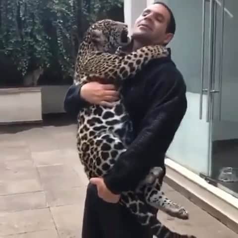 Black Jaguar-White Tiger のインスタグラム：「Sometimes, it rains Leopards. WAIT FOR THE CRAZY BLACK ONE. THE SCHATZI…」