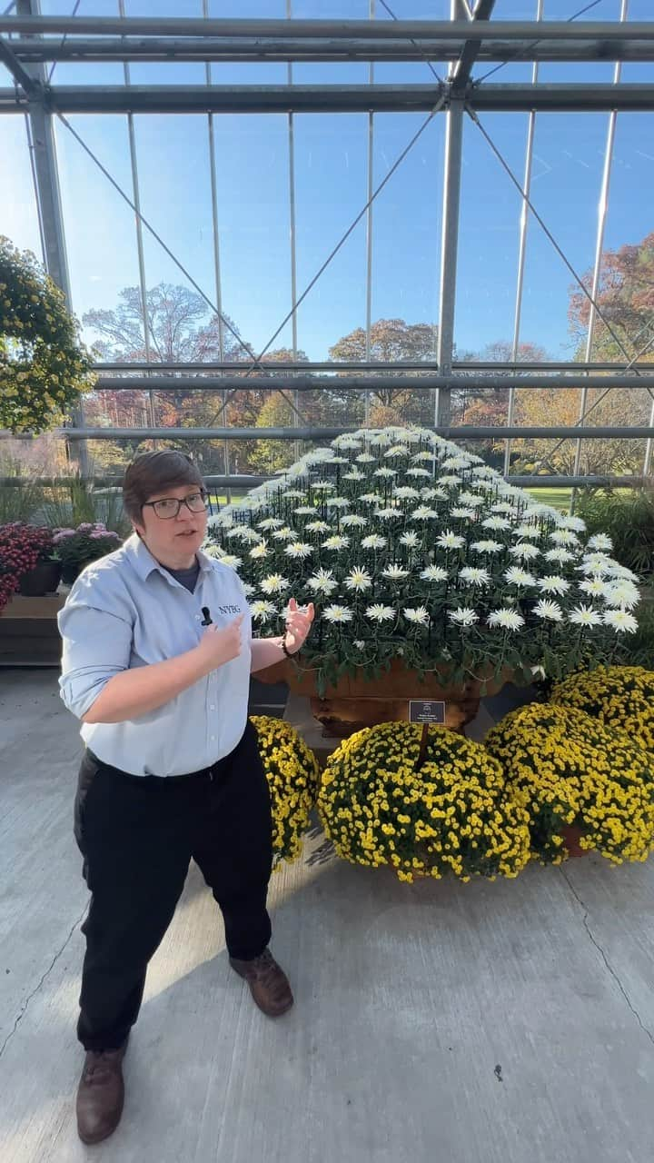 ニューヨーク植物園のインスタグラム：「Ever wonder how these stunningly sculptural Japanese chrysanthemums are grown? 🌼✨   Take a quick trip to our Nolen Greenhouses for a peek into the complex process of creating kiku, which our horticulturists spend 11 months out of the year training into fantastical shapes, like mountains, waterfalls, and bonsai. Can you believe all of those flowers emerged from a SINGLE plant stem?   This is the LAST weekend to catch our kiku before the display closes, so see it for yourself by this Sunday!   #kiku #chrysanthemum」