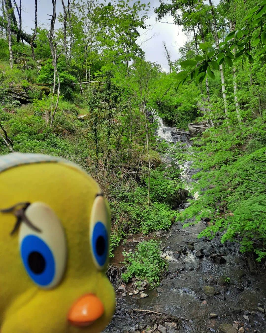 Little Yellow Birdのインスタグラム：「Weekends are for walking! Even when it's wet. And grey. Can we please heve summer back!? #littleyellowbird #tweety #tweetykweelapis #adventures #yellow #bird #weekend #saturday #walking #rain #rainyday #november #forestwalk #forest #boswandeling #stuffedanimalsofinstagram #plushiesofinstagram」