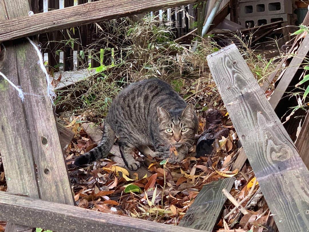 櫻井トオルのインスタグラム：「菊池のお猫様🐈」