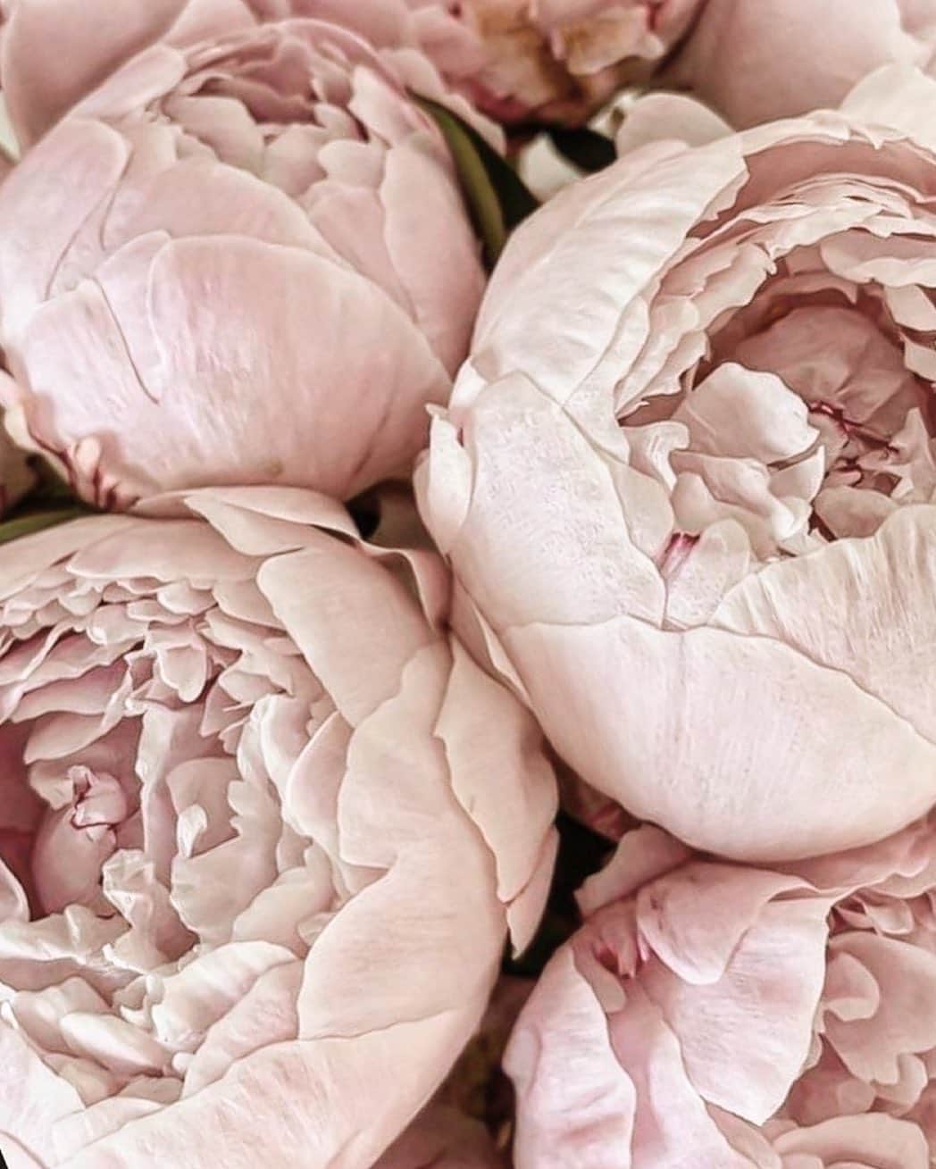 Yukicoのインスタグラム：「🍃🌸🍃🌸🍃  ————————————————————— 見てくださる方にプラスになる投稿をしていきます 是非いいね♡フォロー♡ よろしくお願いいたします𓅟 私の写真の編集については フォトレッスンでレクチャーをしています —————————————————————  #flowers#flowerpower#flowerphotography#flowerporn#flowerslovers#flowerstagram#bouquet#bouquets#btsarmy#jiminpen#btsjimin #ジミンペン🐥」