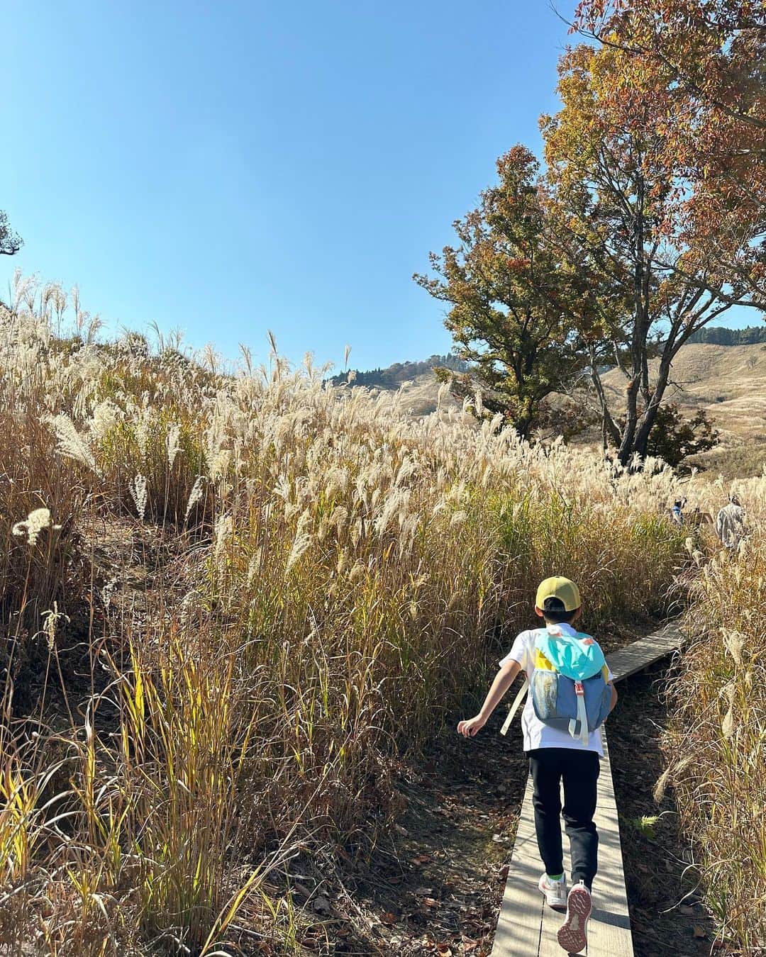 外村久美子さんのインスタグラム写真 - (外村久美子Instagram)「砥峰高原　ススキの群生地  先週はカヤ、今週はススキ🌾 違いは。。分かりませんでしたが、季節を感じたいい時間でした🍂  ノルウェイの森ロケ地。  #砥峰高原」11月11日 22時57分 - kummy153
