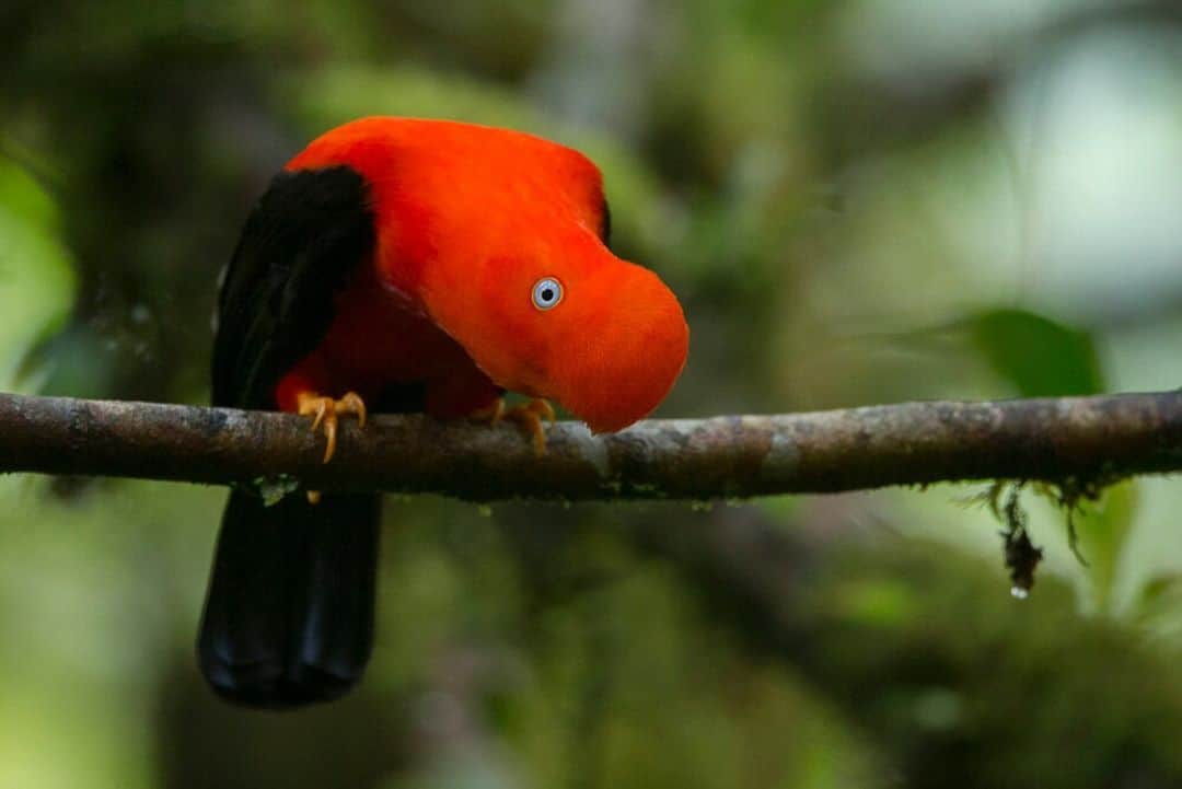 ナショナルジオグラフィックのインスタグラム：「Photo by Charlie Hamilton James @chamiltonjames | A male Andean cock-of-the-rock displays at a lek—a mating ground—in the cloud forest of Peru's Manu National Park. The aim is to attract a female with an often intricate display, demonstrating its prowess—a strategy some bird species use as part of their sexual selection. Male cock-of-the-rock display on low branches, with exaggerated head and neck movements and a strange call, often to each other, as they wait for a female to turn up and show interest.」