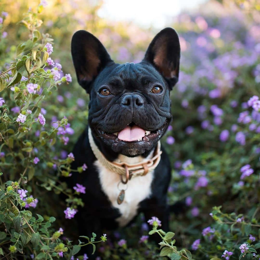 アニマルプラネットさんのインスタグラム写真 - (アニマルプラネットInstagram)「Happy Saturday! Ready to get outside and have some fun? 💜🐾  #FrenchBulldog #dogs」11月11日 23時00分 - animalplanet