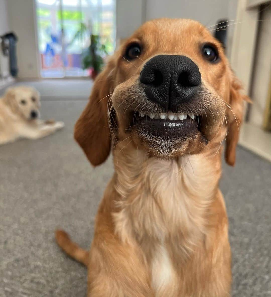 8crapのインスタグラム：「Putting on my bestest selfie face 😬 - Hashtag #barkedselfie on your doggo’s selfies and get a chance to be featured! - 📷 @mr_frankthegolden - #barked #🤳 #Selfie #DogSelfie #dog #doggo」