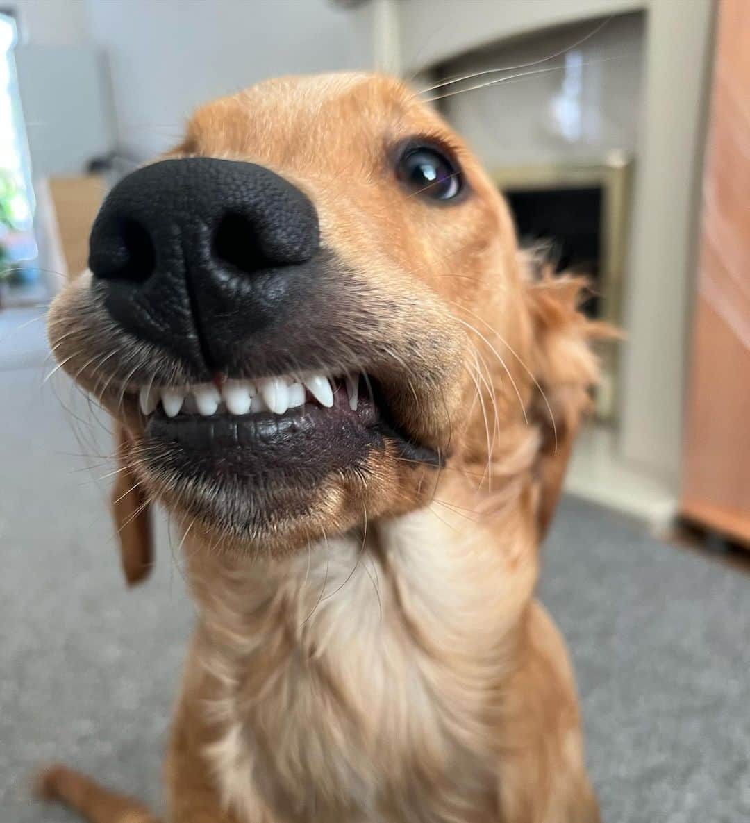 8crapさんのインスタグラム写真 - (8crapInstagram)「Putting on my bestest selfie face 😬 - Hashtag #barkedselfie on your doggo’s selfies and get a chance to be featured! - 📷 @mr_frankthegolden - #barked #🤳 #Selfie #DogSelfie #dog #doggo」11月11日 23時00分 - barked