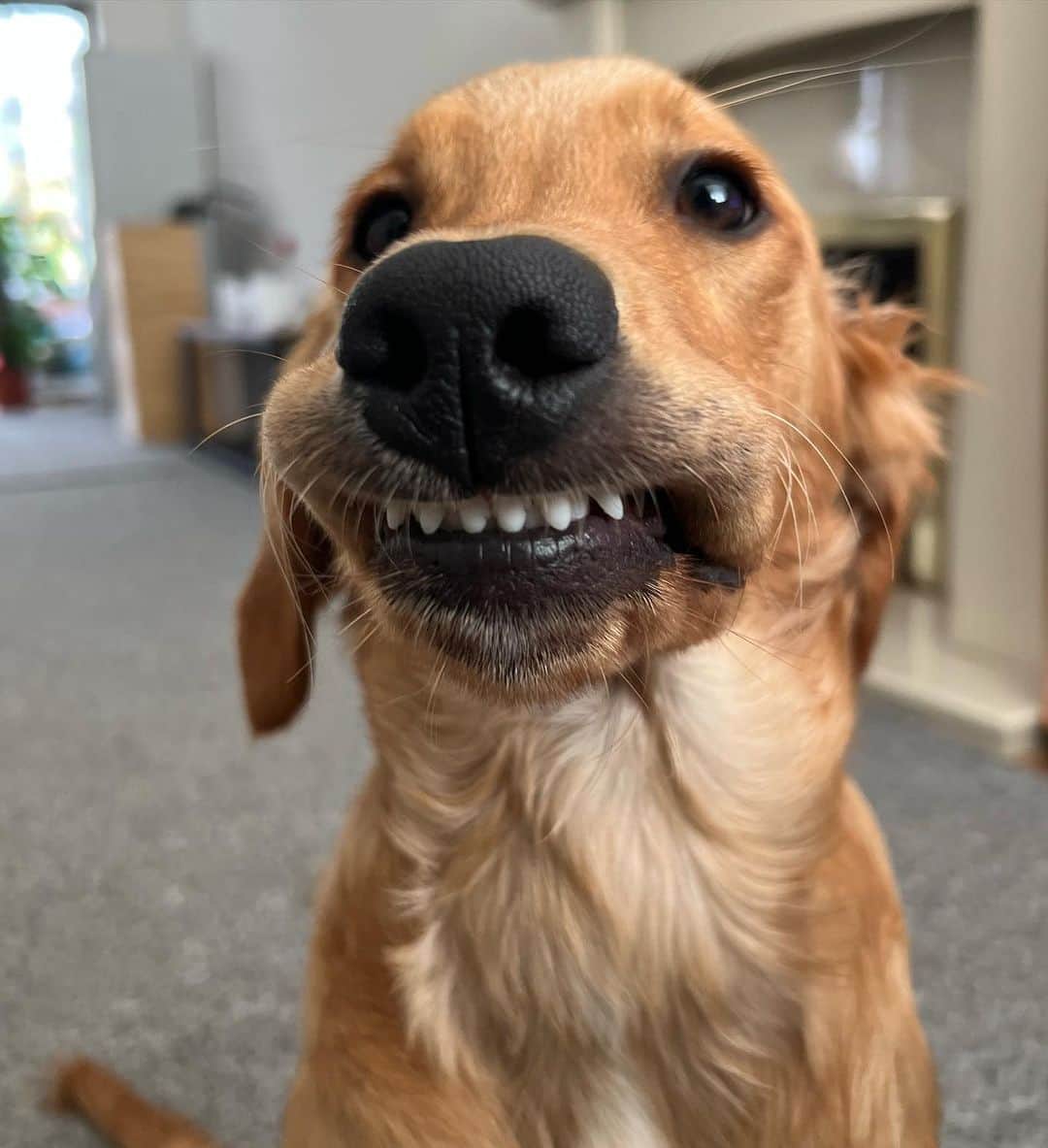 8crapさんのインスタグラム写真 - (8crapInstagram)「Putting on my bestest selfie face 😬 - Hashtag #barkedselfie on your doggo’s selfies and get a chance to be featured! - 📷 @mr_frankthegolden - #barked #🤳 #Selfie #DogSelfie #dog #doggo」11月11日 23時00分 - barked