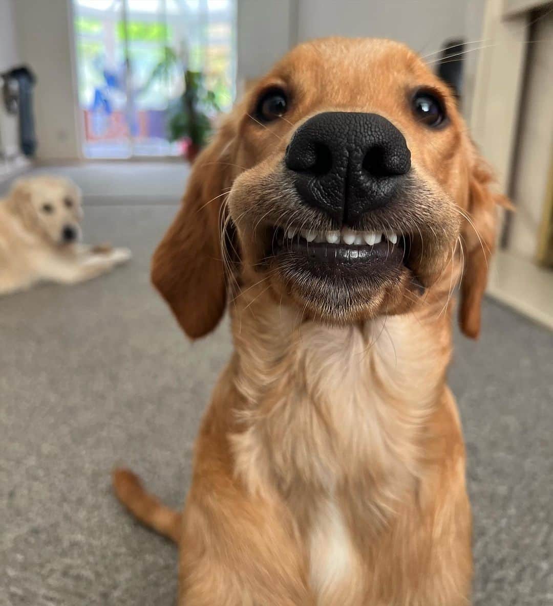 8crapさんのインスタグラム写真 - (8crapInstagram)「Putting on my bestest selfie face 😬 - Hashtag #barkedselfie on your doggo’s selfies and get a chance to be featured! - 📷 @mr_frankthegolden - #barked #🤳 #Selfie #DogSelfie #dog #doggo」11月11日 23時00分 - barked