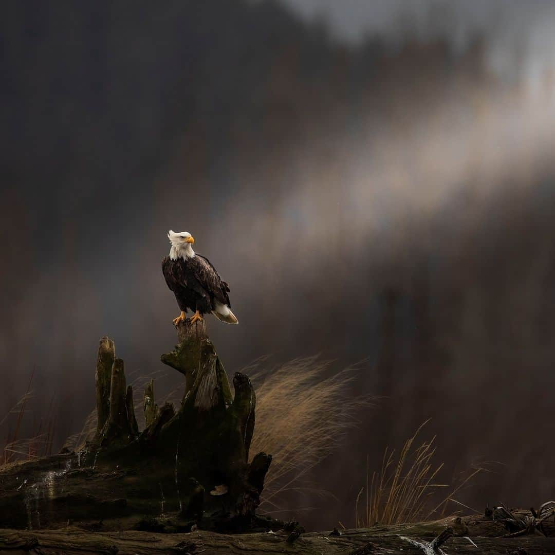 Discoveryのインスタグラム：「Standing watch. 🦅  📷: Valerio Ferraro  #VeteransDay #baldeagle #wildlife」