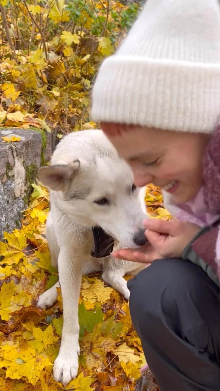 キーラ・コルピのインスタグラム：「Valoa, väriä ja riehuenergiaa tähän pimeään kauteen! 💥🍂🍁🌲🐾🤪🤗 T: Pika ja Kiira  Kaupallinen yhteistyö: @roviopetfoods 🇫🇮  Videon pääosassa: Pika 🐕 Ohjaus, käsikirjoitus ja editointi: Kiira Korpi Kuvaus: @pekkalemettinen  #roviopetfoods #kotimainenkoiranruoka #werratonkoiranruoka」